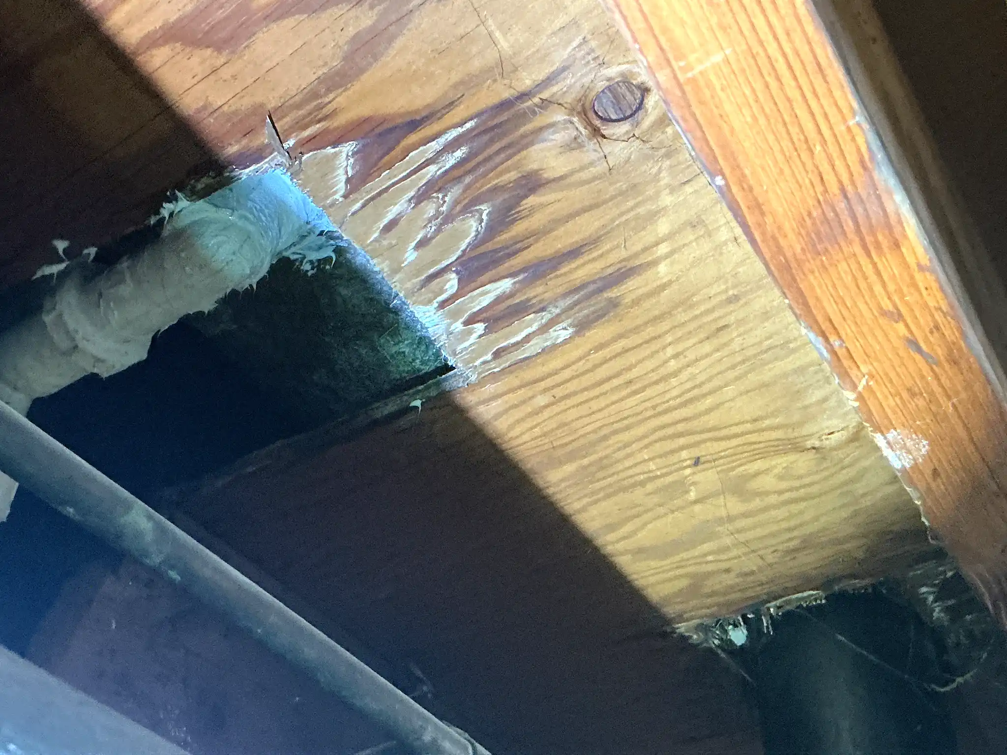 Look at what our mold inspector found in Euclid Heights..