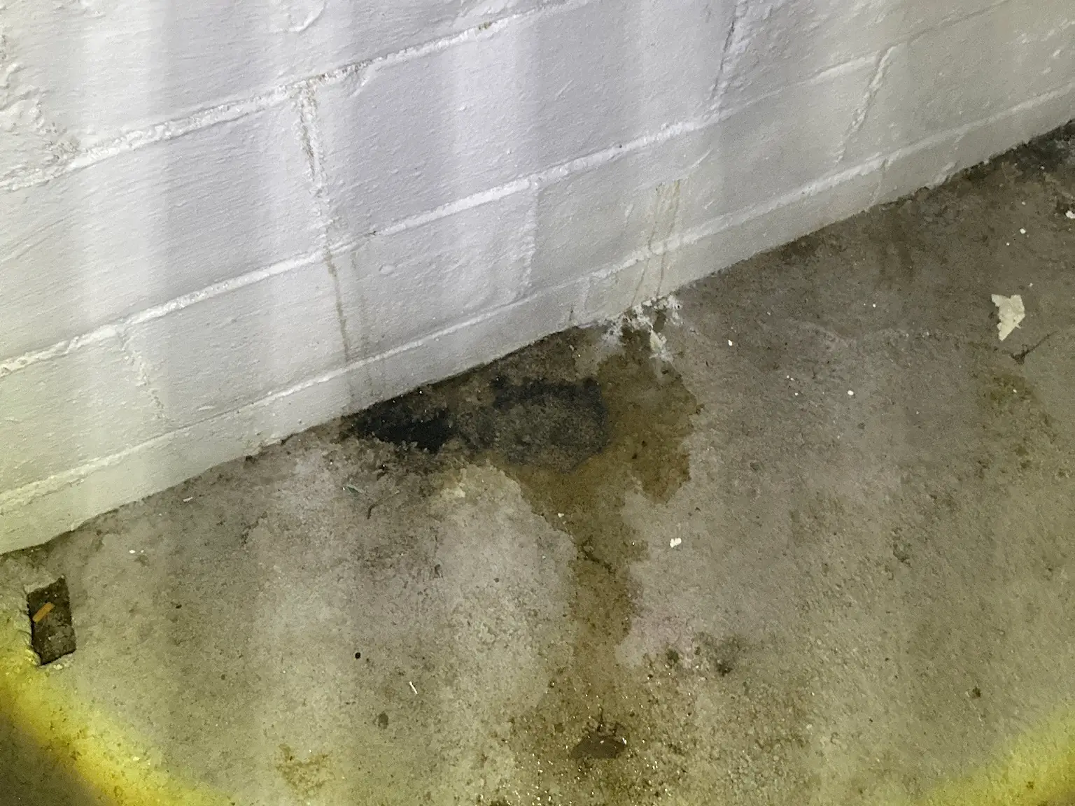 Mold found during a commercial mold inspection in Garfield Heights.