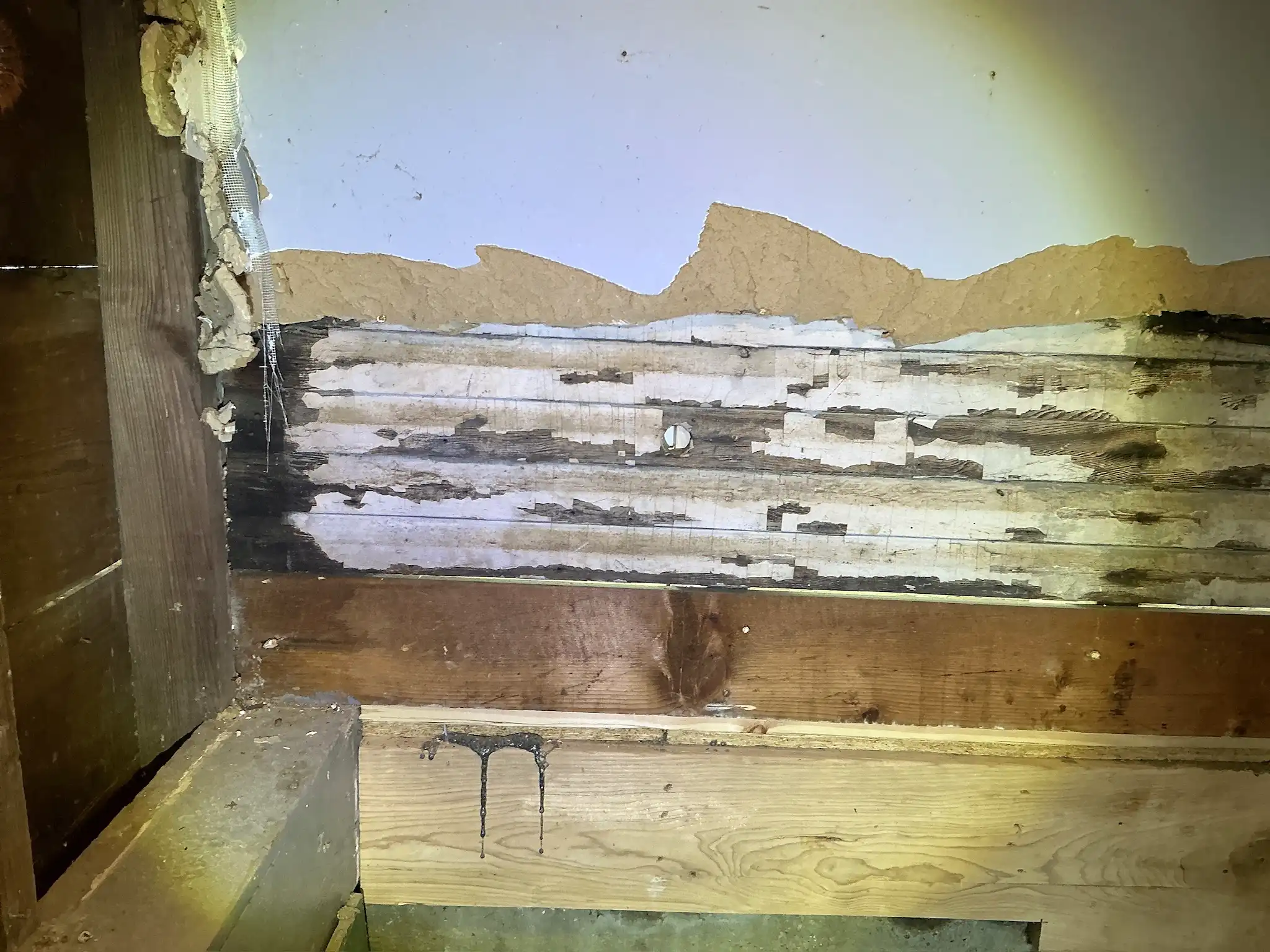 Look at what our mold inspector found in Garrettsville..