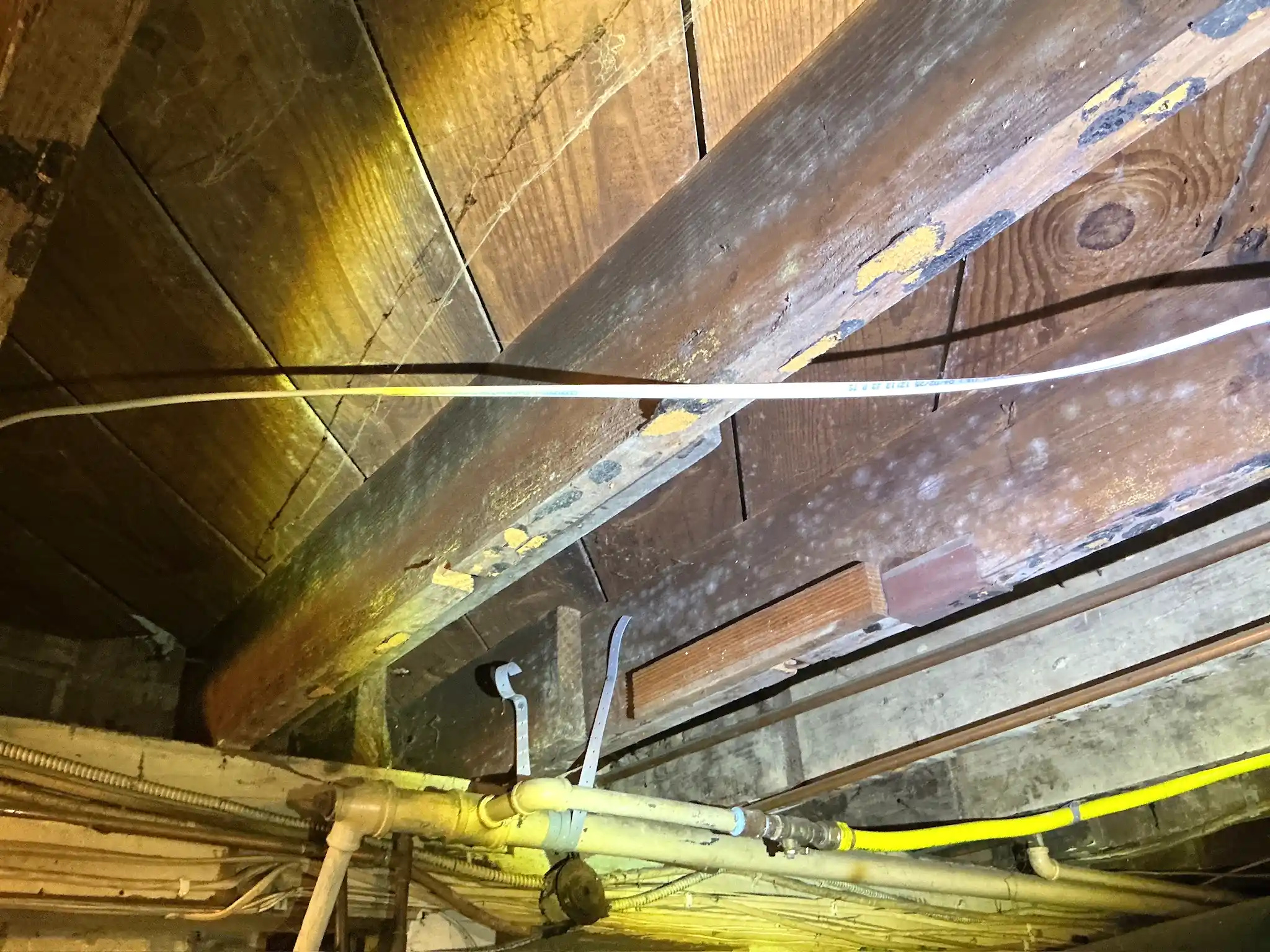 Mold found during a home inspection in Gates Mills.