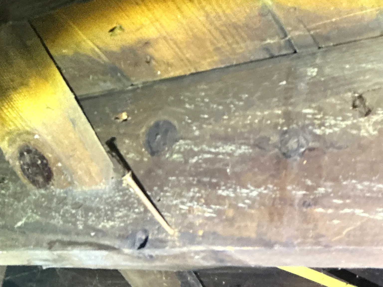 Look at what our mold inspector found in Genoa..