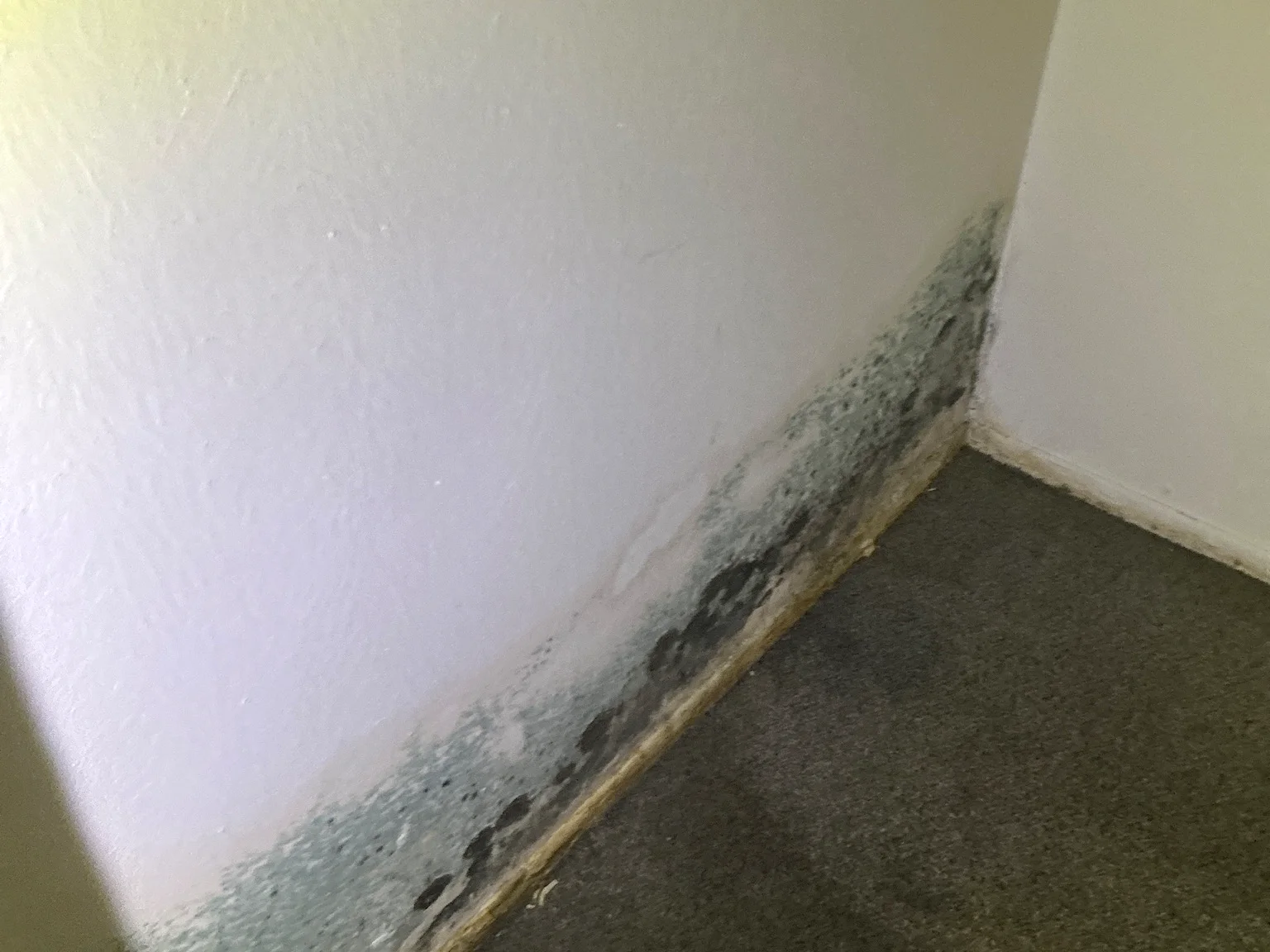 Mold found on a surface during an inspection in Genoa.