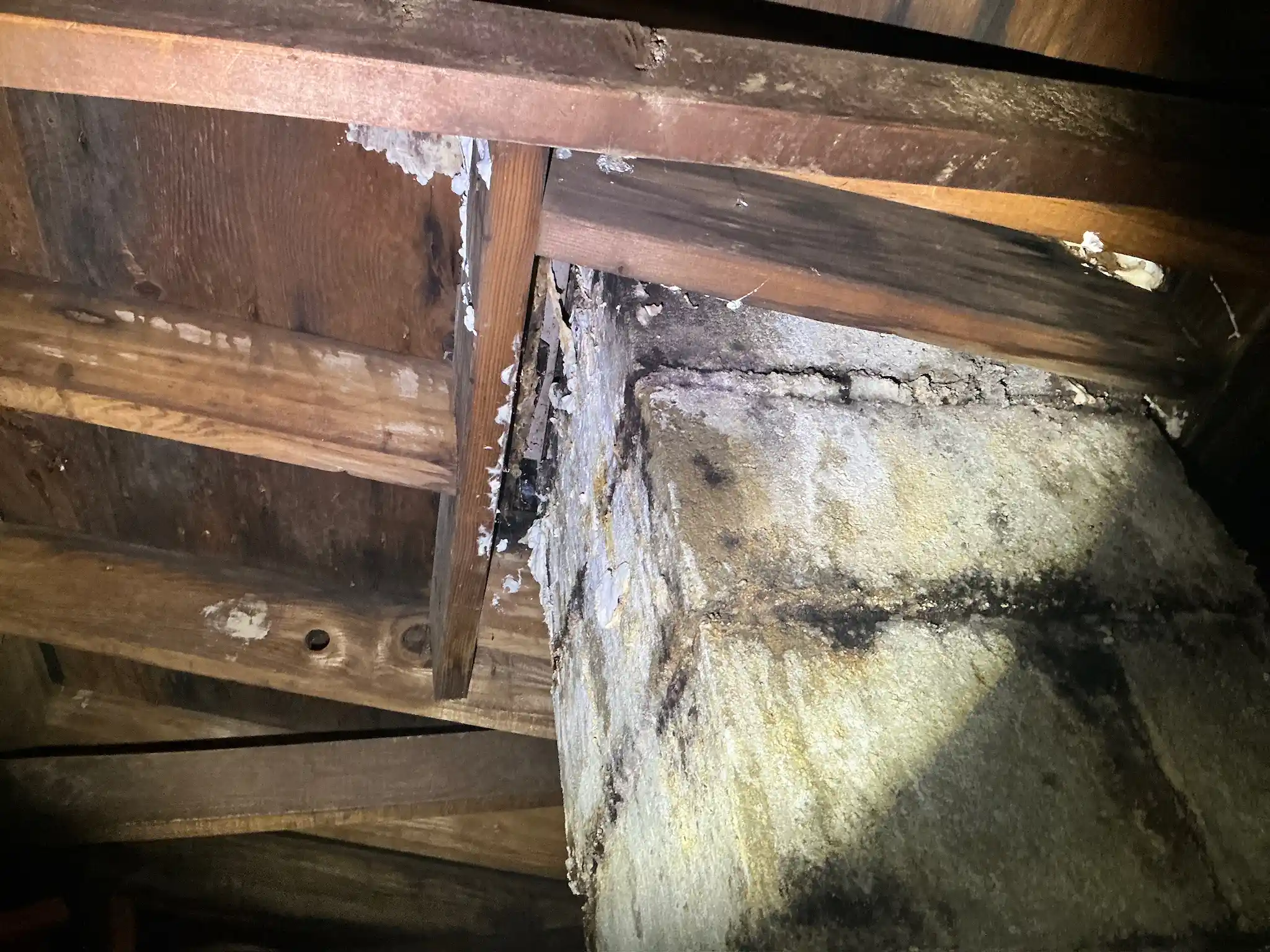 Mold inspection in Genoa.