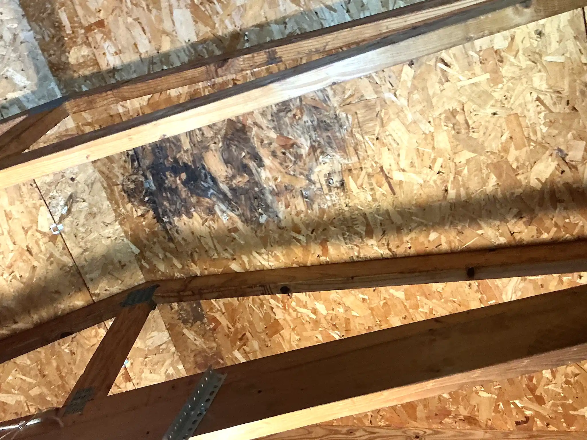 Mold found during a home inspection in Genoa.