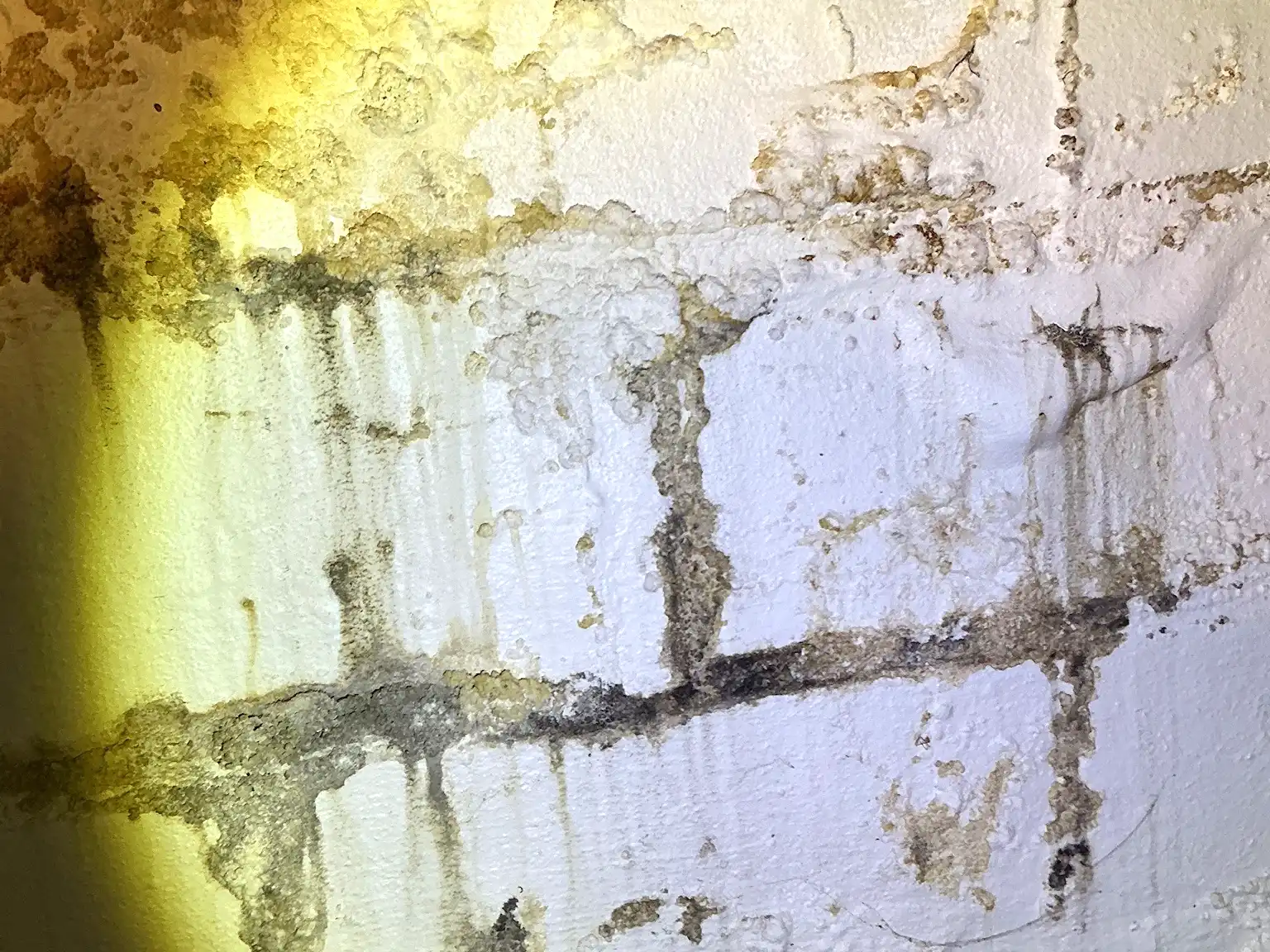 Mold found during a commercial mold inspection in Genoa.