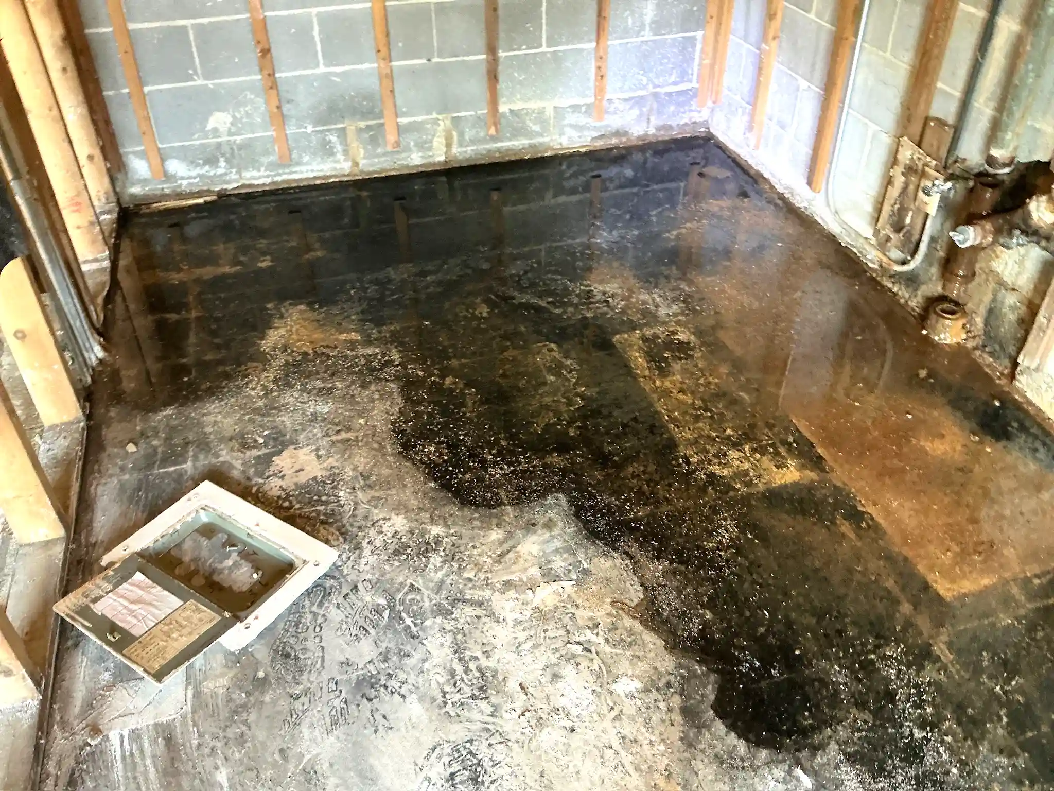 Look at what our mold inspector found in Germantown..