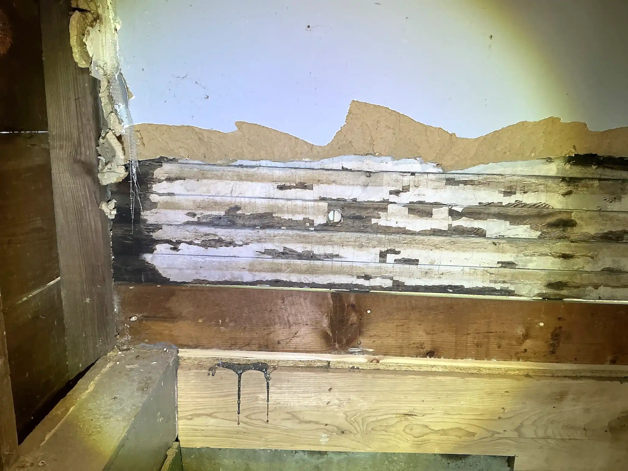 Mold found during a commercial mold inspection in Germantown.
