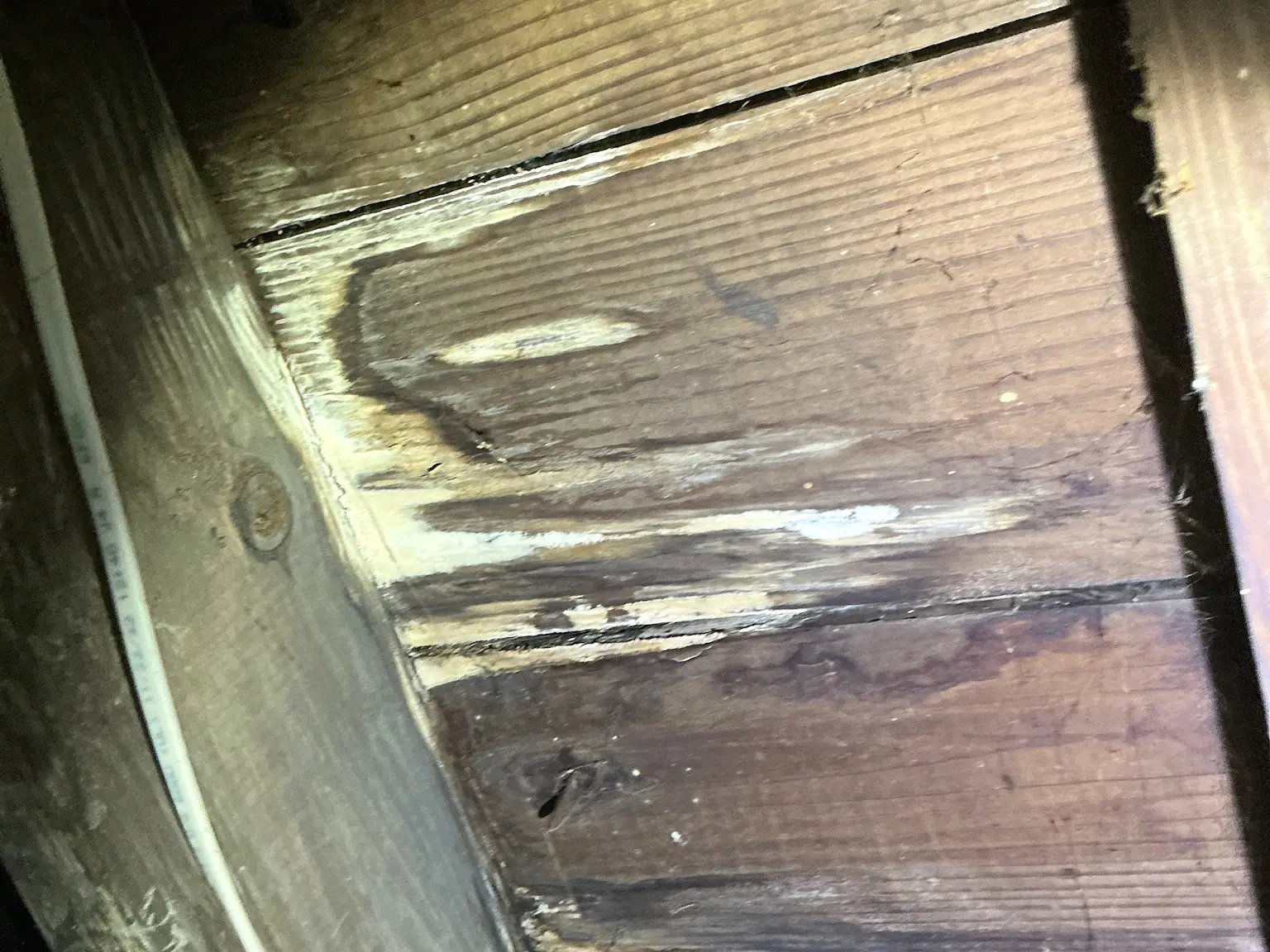Our mold inspector found this surface mold in Girard.