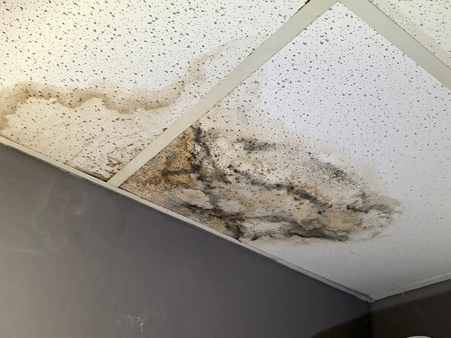 Look at what our mold inspector found in Green..