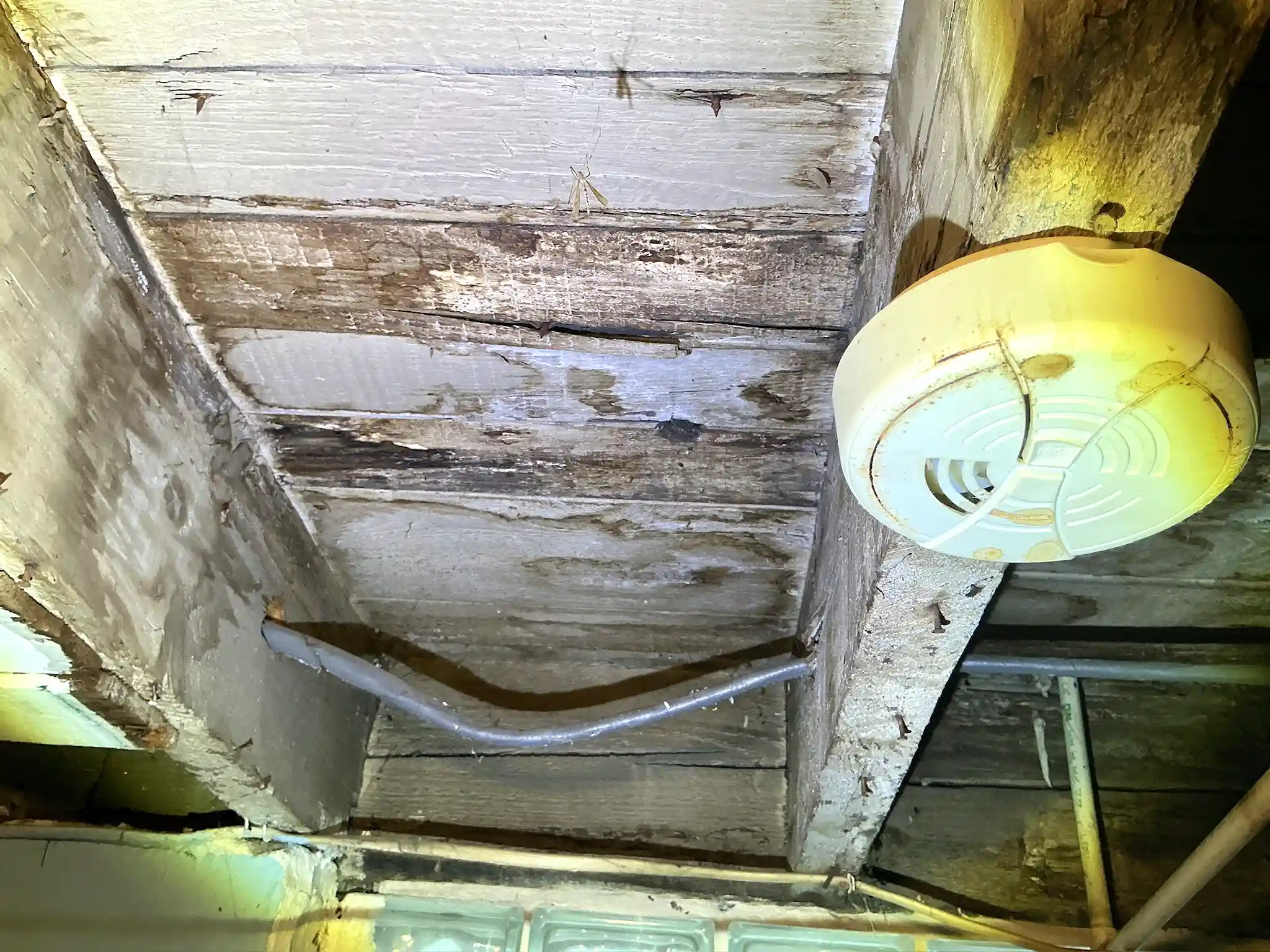 Mold found during a commercial mold inspection in Green.
