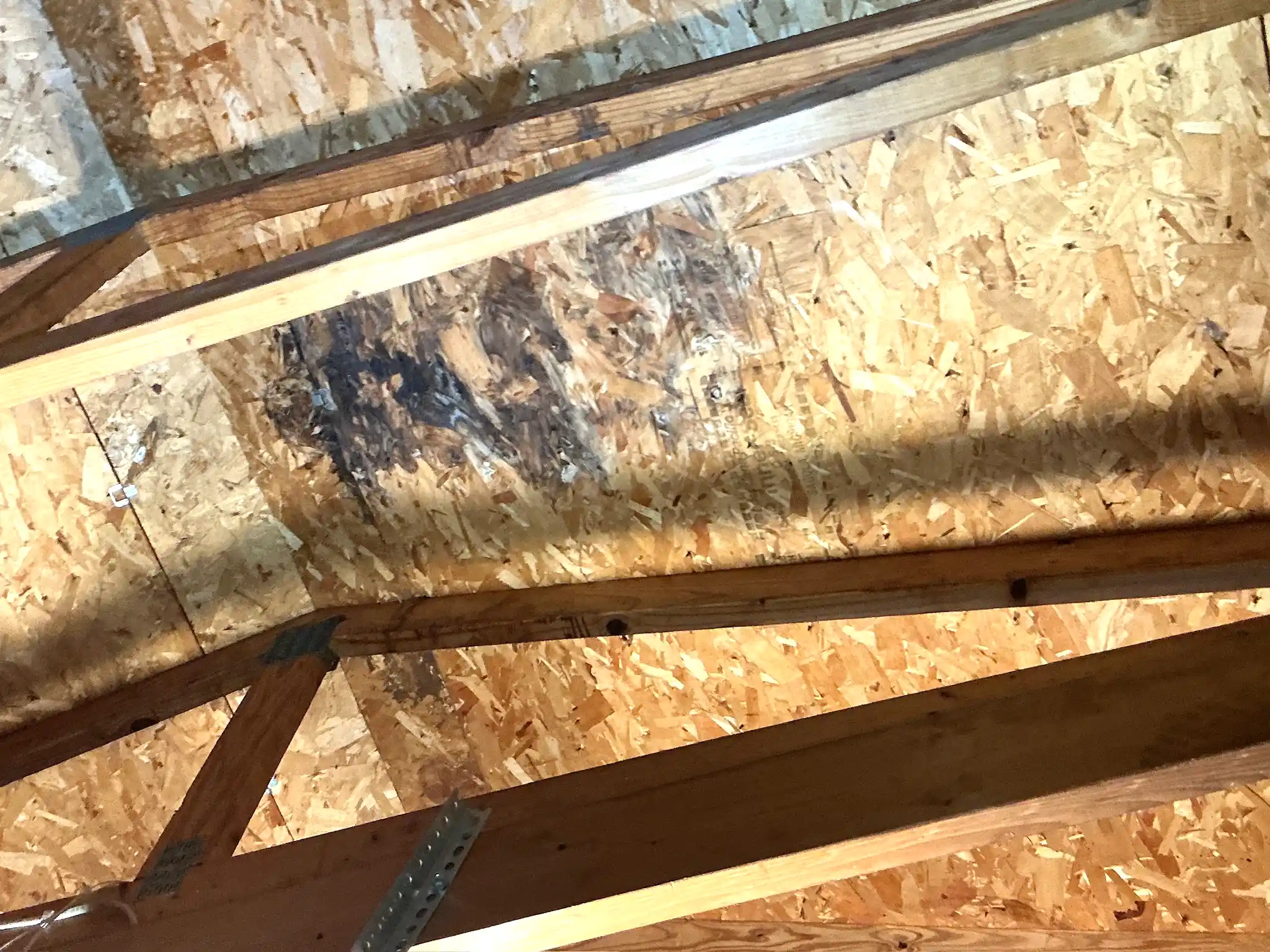 Our mold inspector found this surface mold in Hartville.