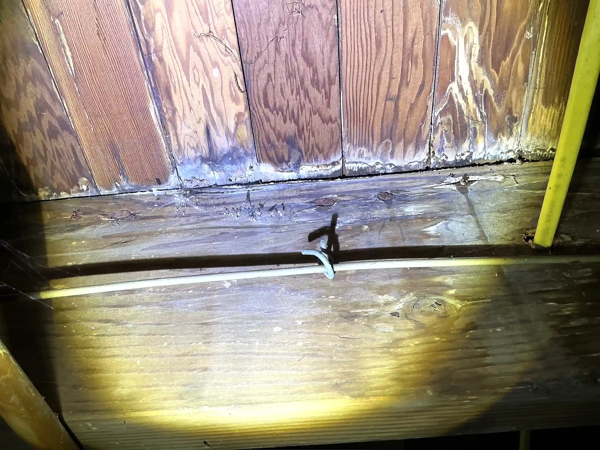 Mold found on a surface during an inspection in Highland Heights.