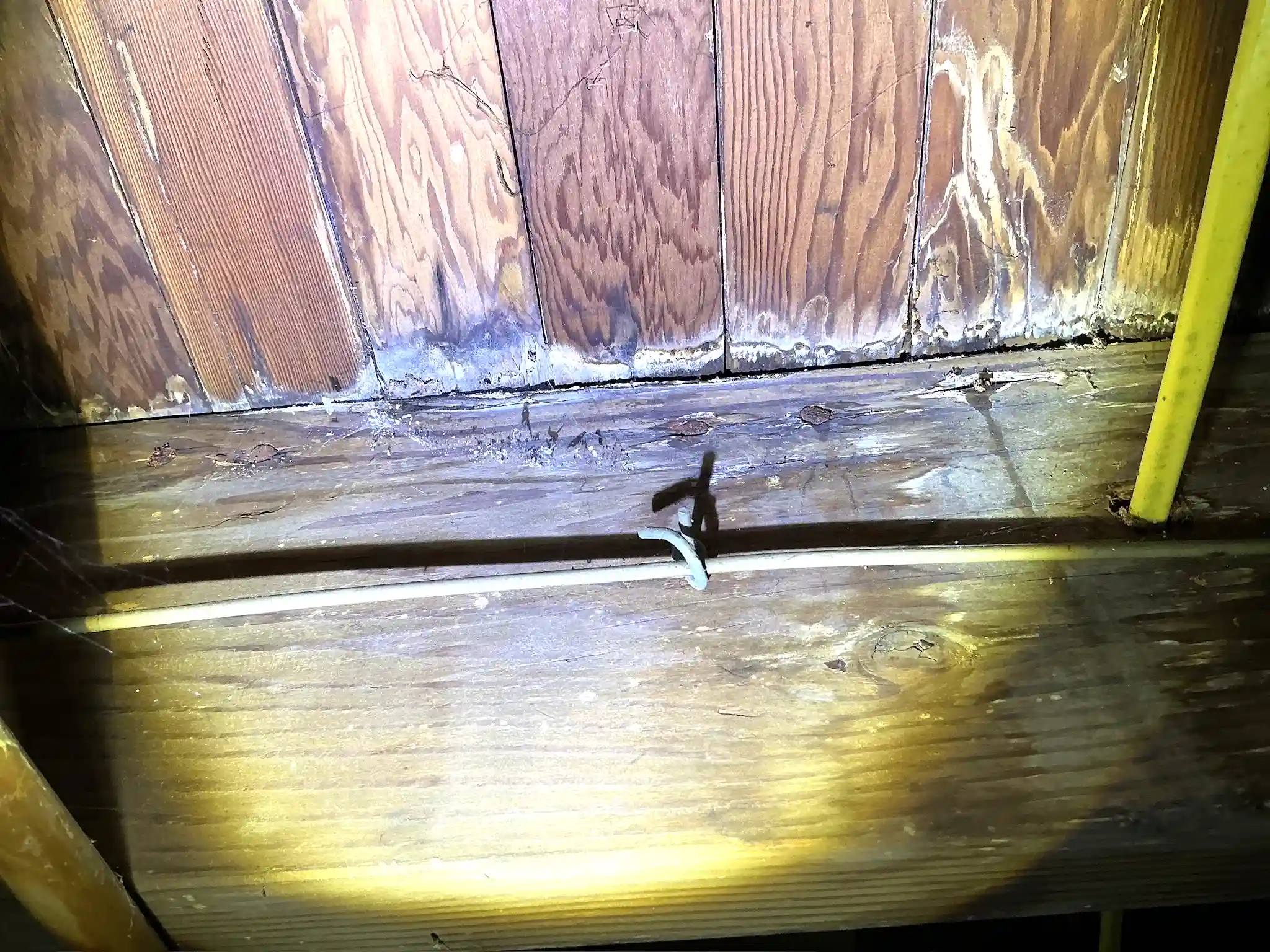 Mold inspection in Highland Heights.