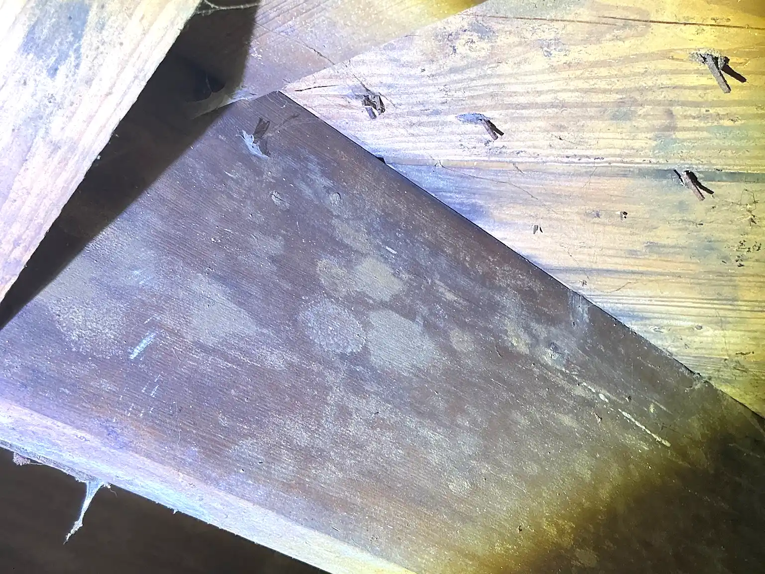 Mold found during a commercial mold inspection in Highland Heights.