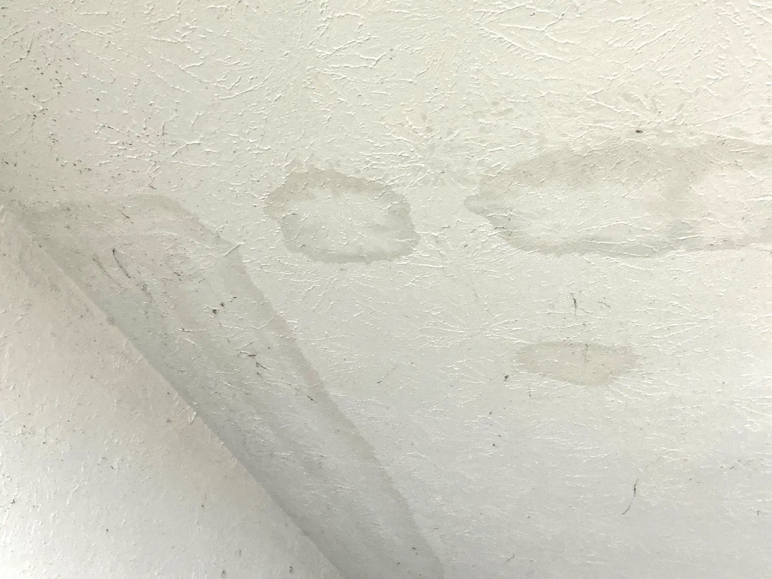 Mold found on a surface during an inspection in Howland Center.