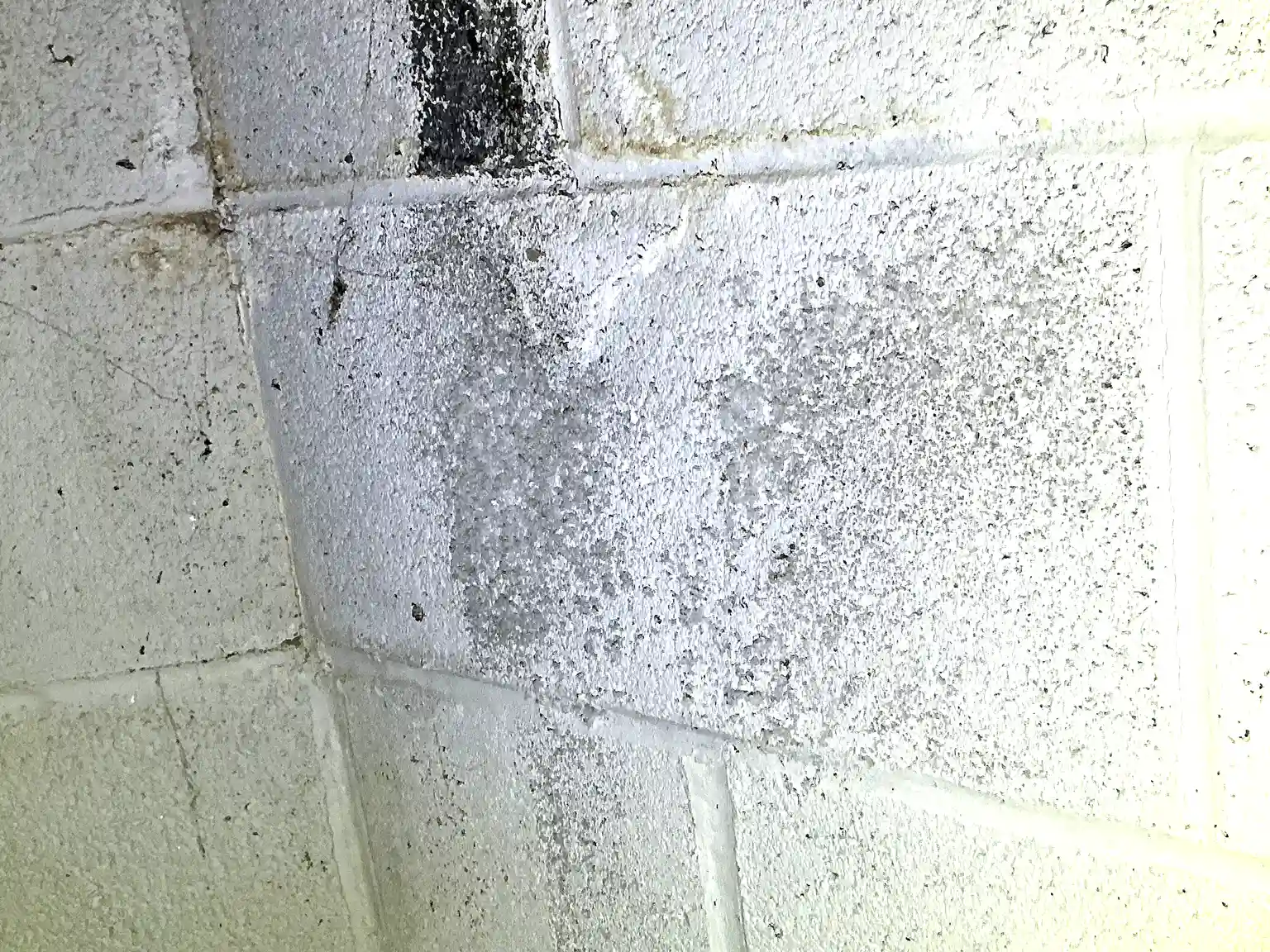 Mold found on a surface during an inspection in Hubbard.