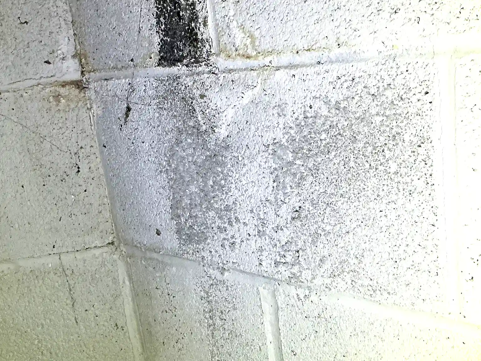 Mold found during a home inspection in Hudson.