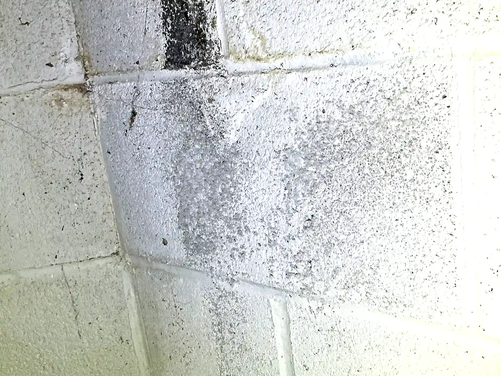 Mold found during a commercial mold inspection in Hudson.