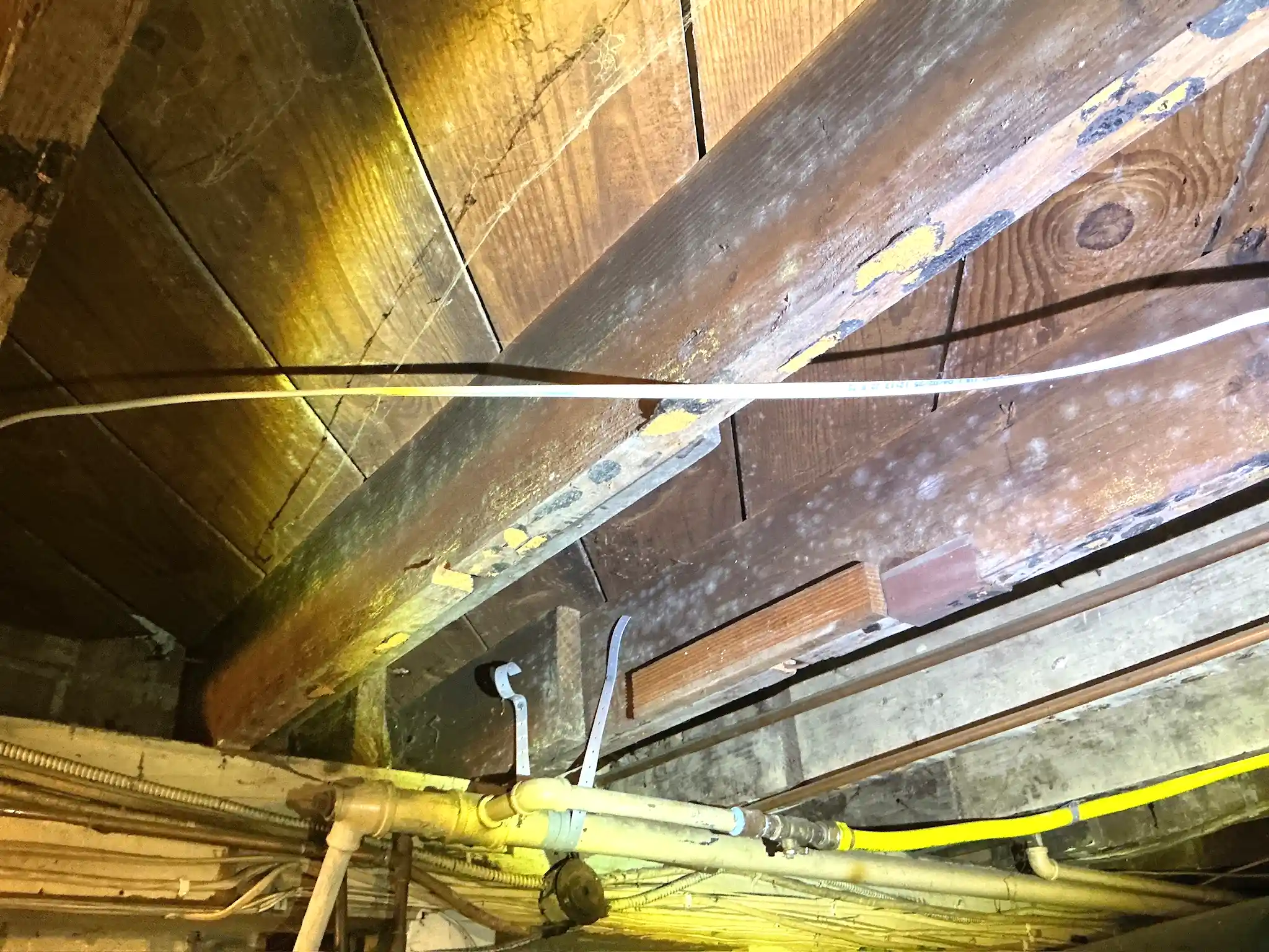 Look at what our mold inspector found in Independence..