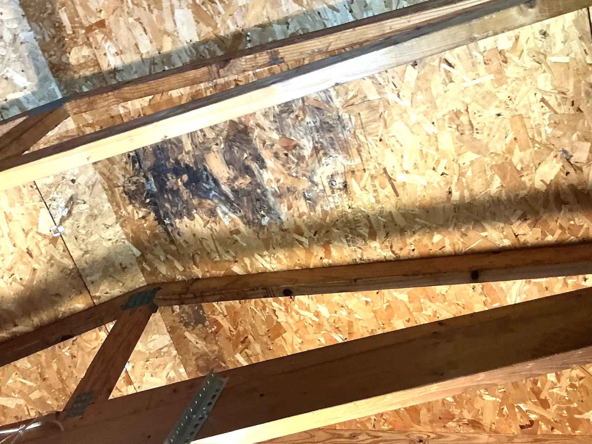 Mold found on a surface during an inspection in Indian Hill.