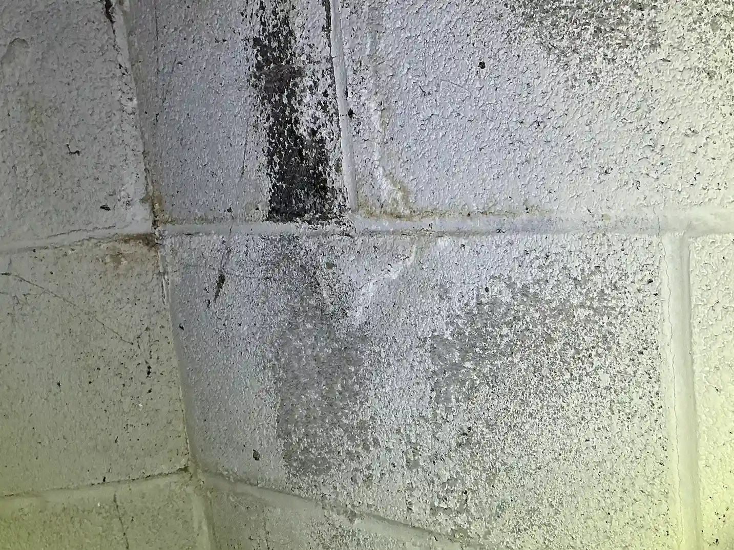Mold inspection in Indian Hill.