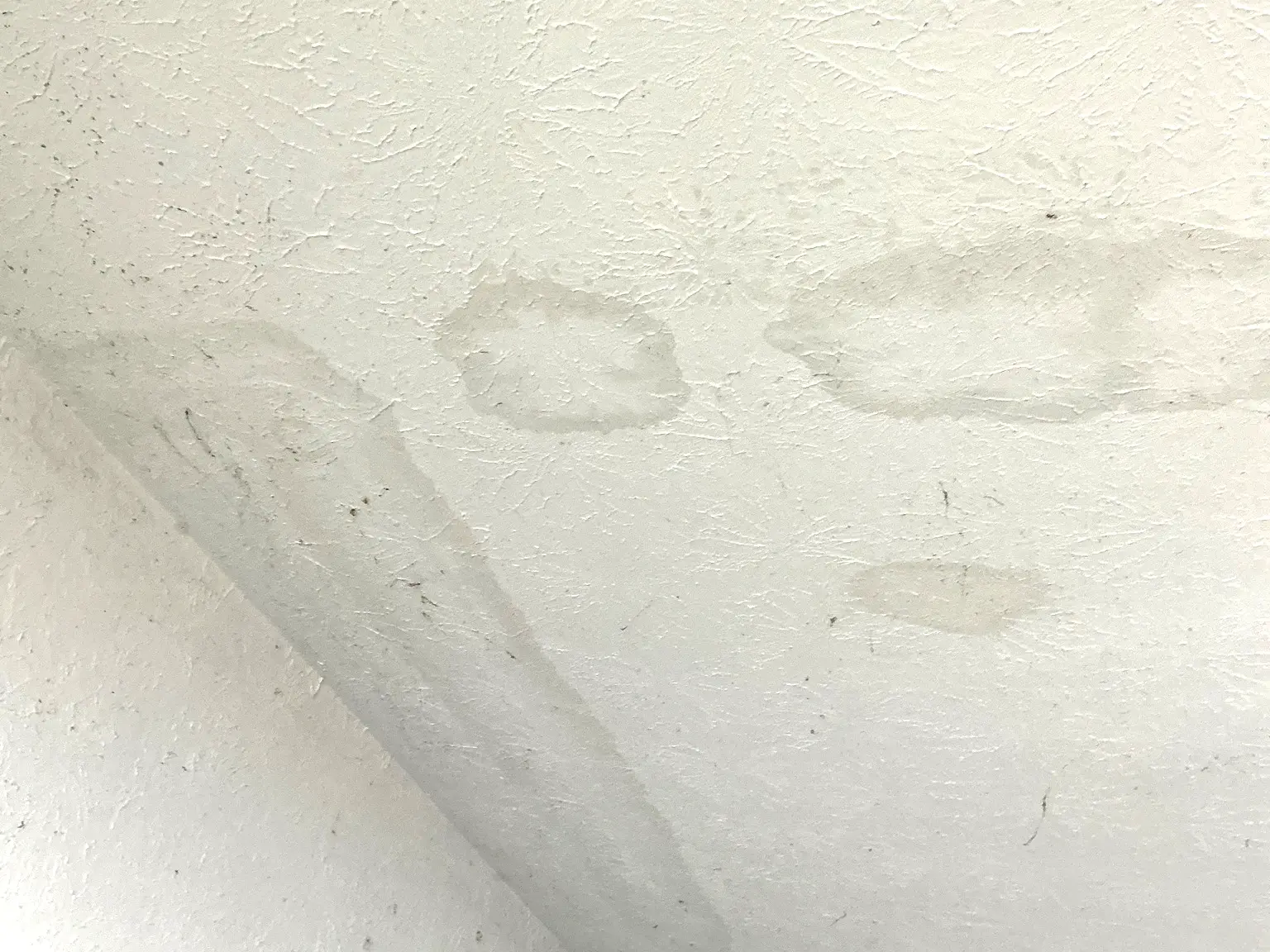 Our mold inspector found this surface mold in Kent.