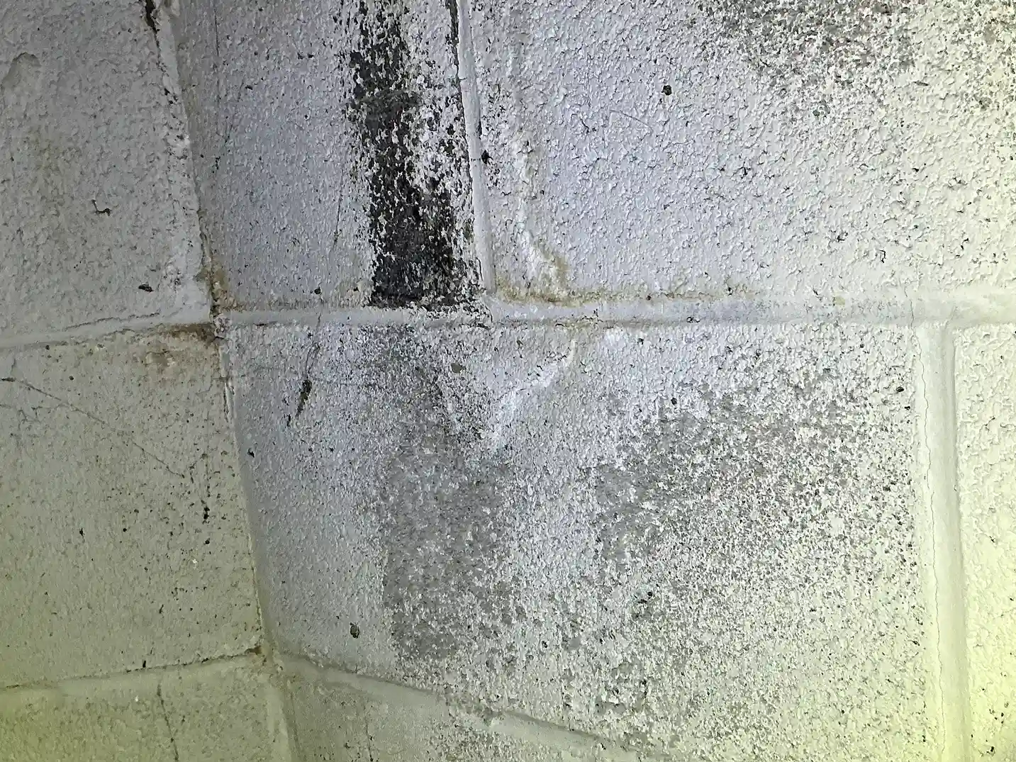 Mold found on a surface during an inspection in Kirtland.