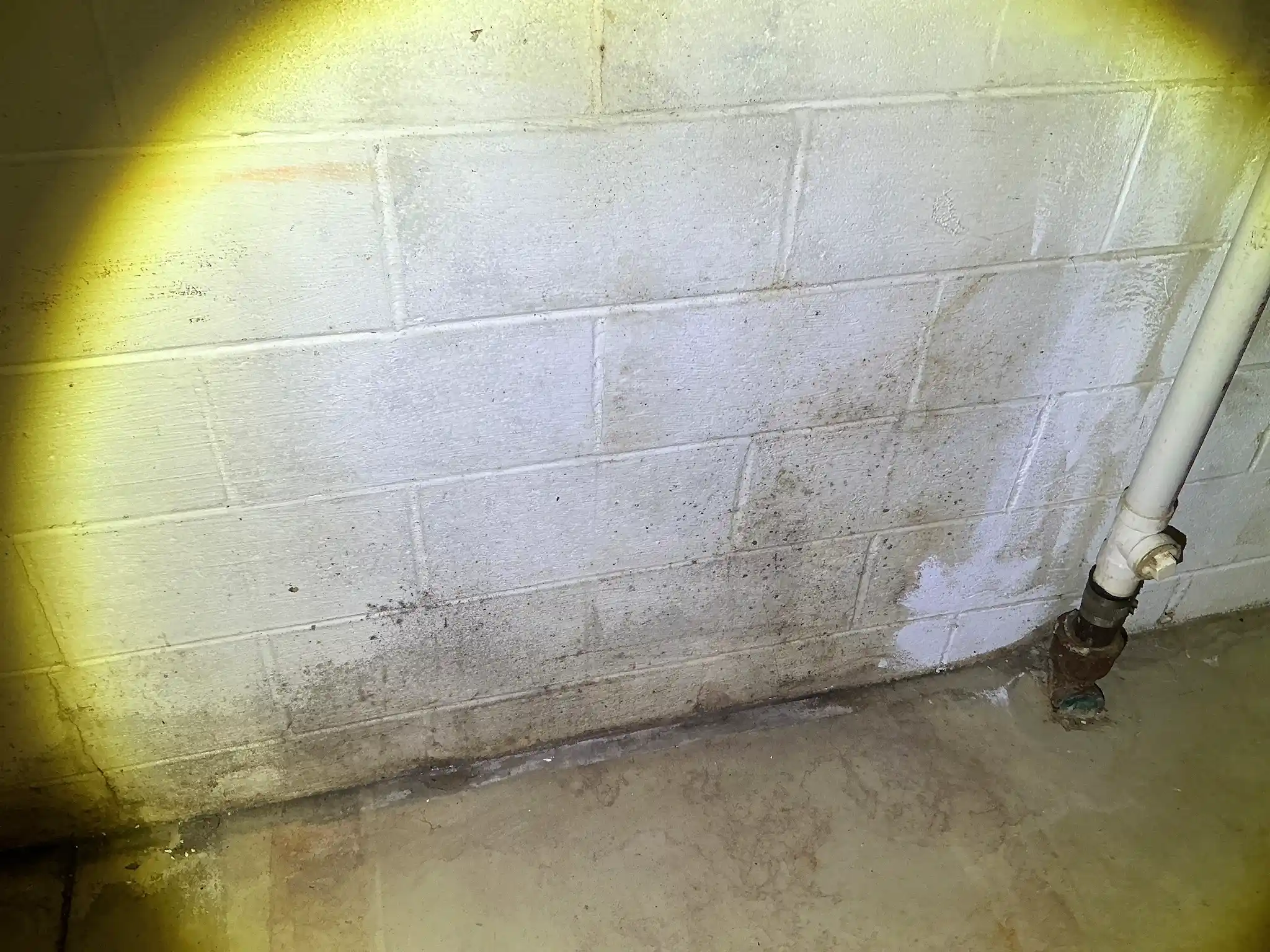 Our mold inspector found this surface mold in Kirtland.