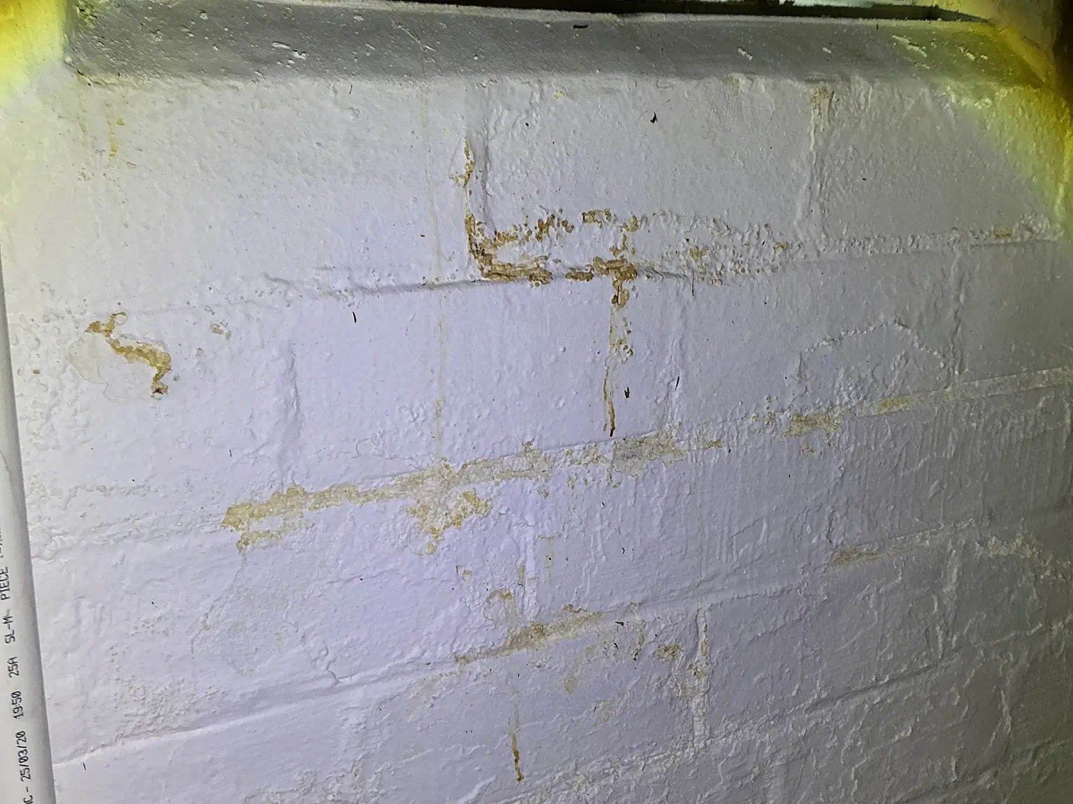 Look at what our mold inspector found in Lakewood..