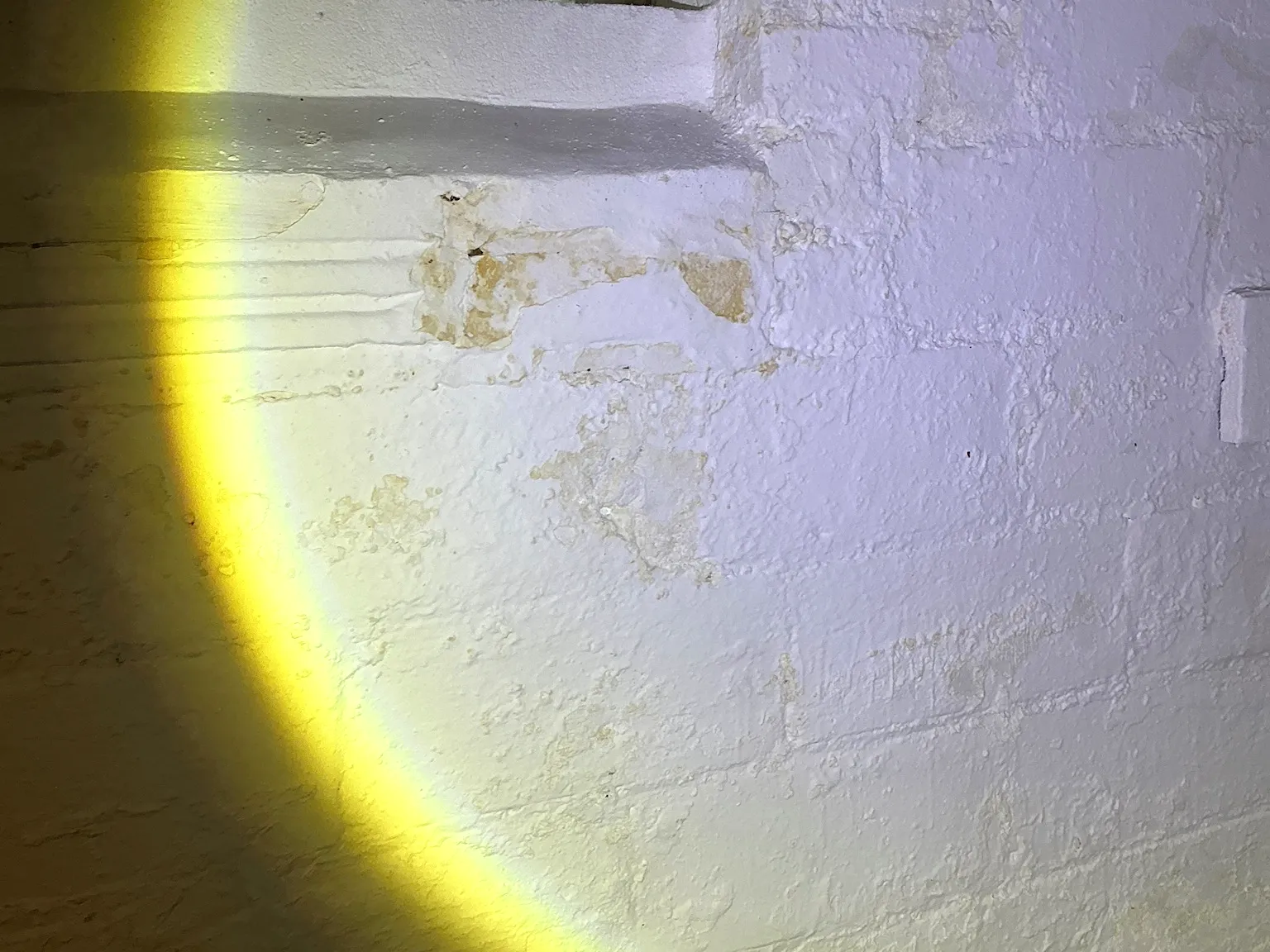 Mold found on a surface during an inspection in Lexington.