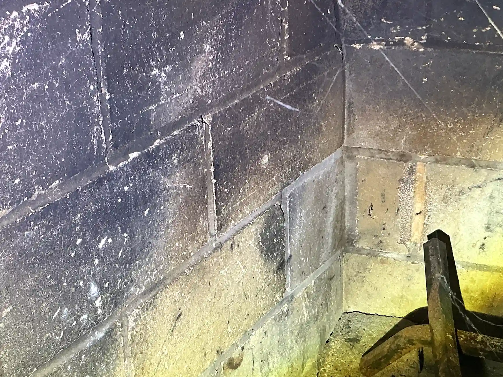 Look at what our mold inspector found in Lodi..