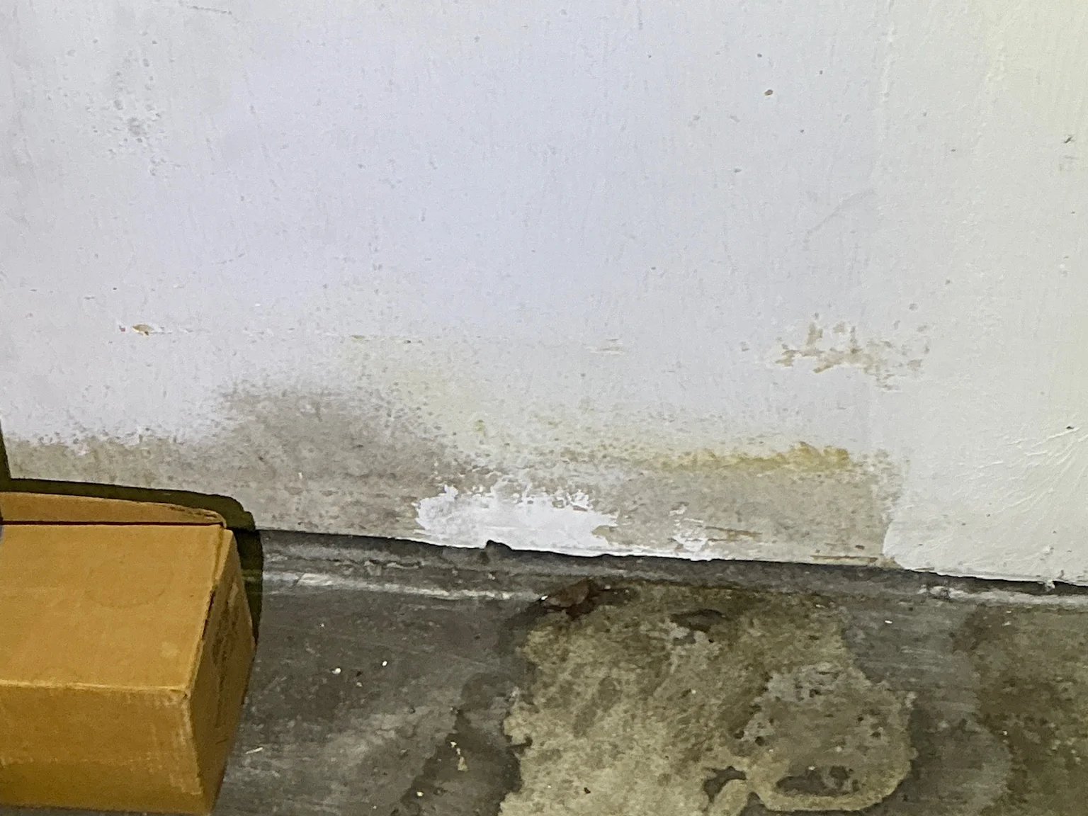 Mold inspection in Lodi.