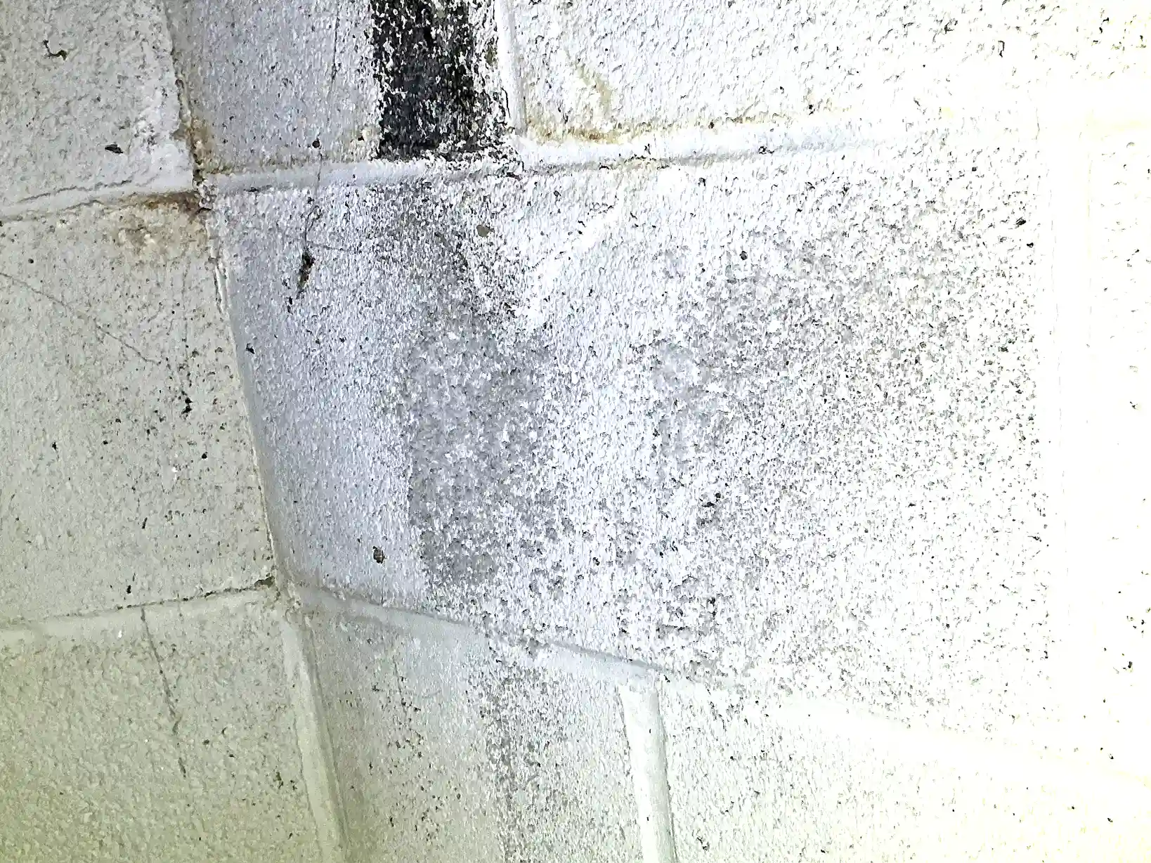 Our mold inspector found this surface mold in Lodi.