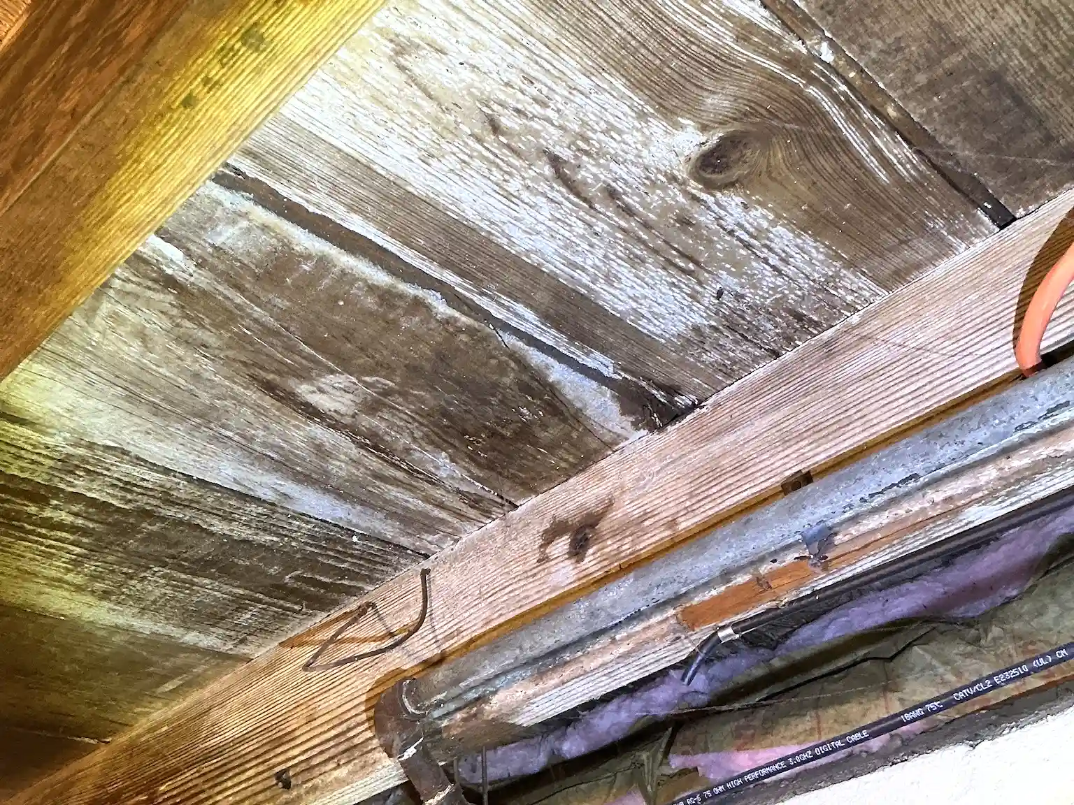 Mold found during a home inspection in Louisville.