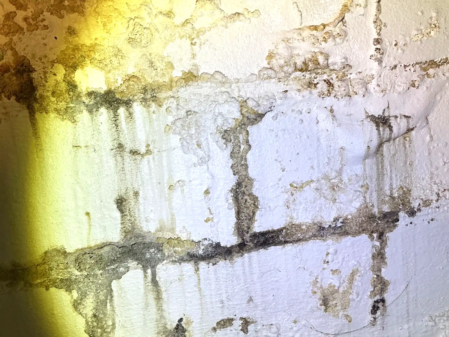 Look at what our mold inspector found in Lyndhurst..