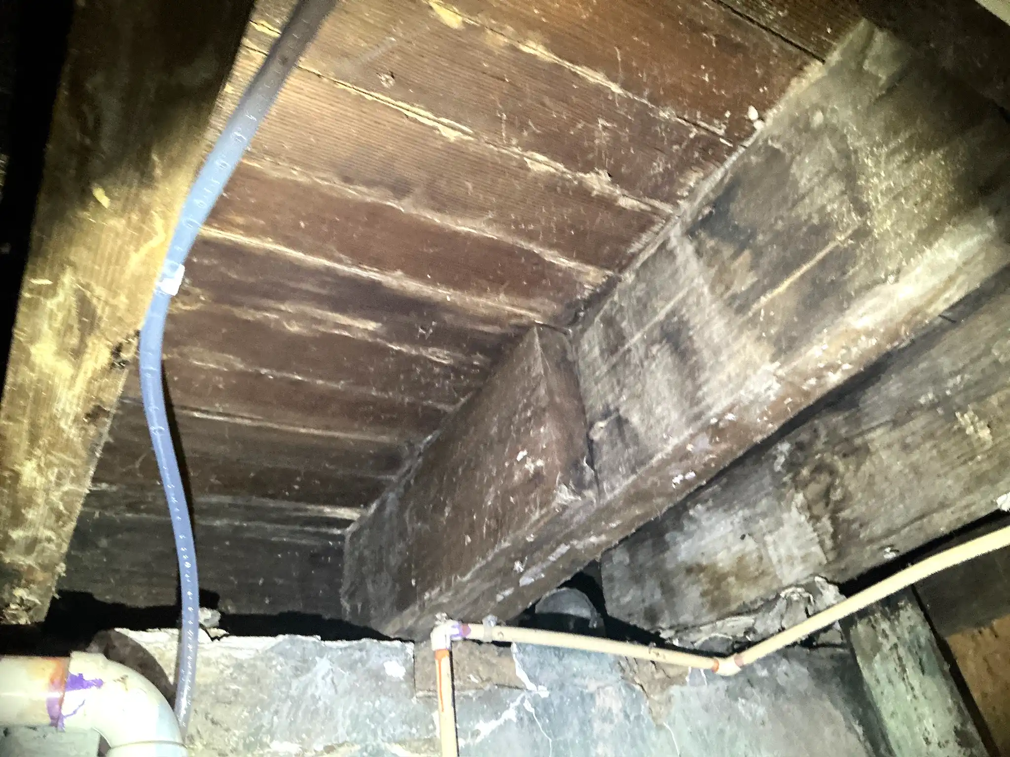 Mold found on a surface during an inspection in Lyndhurst.