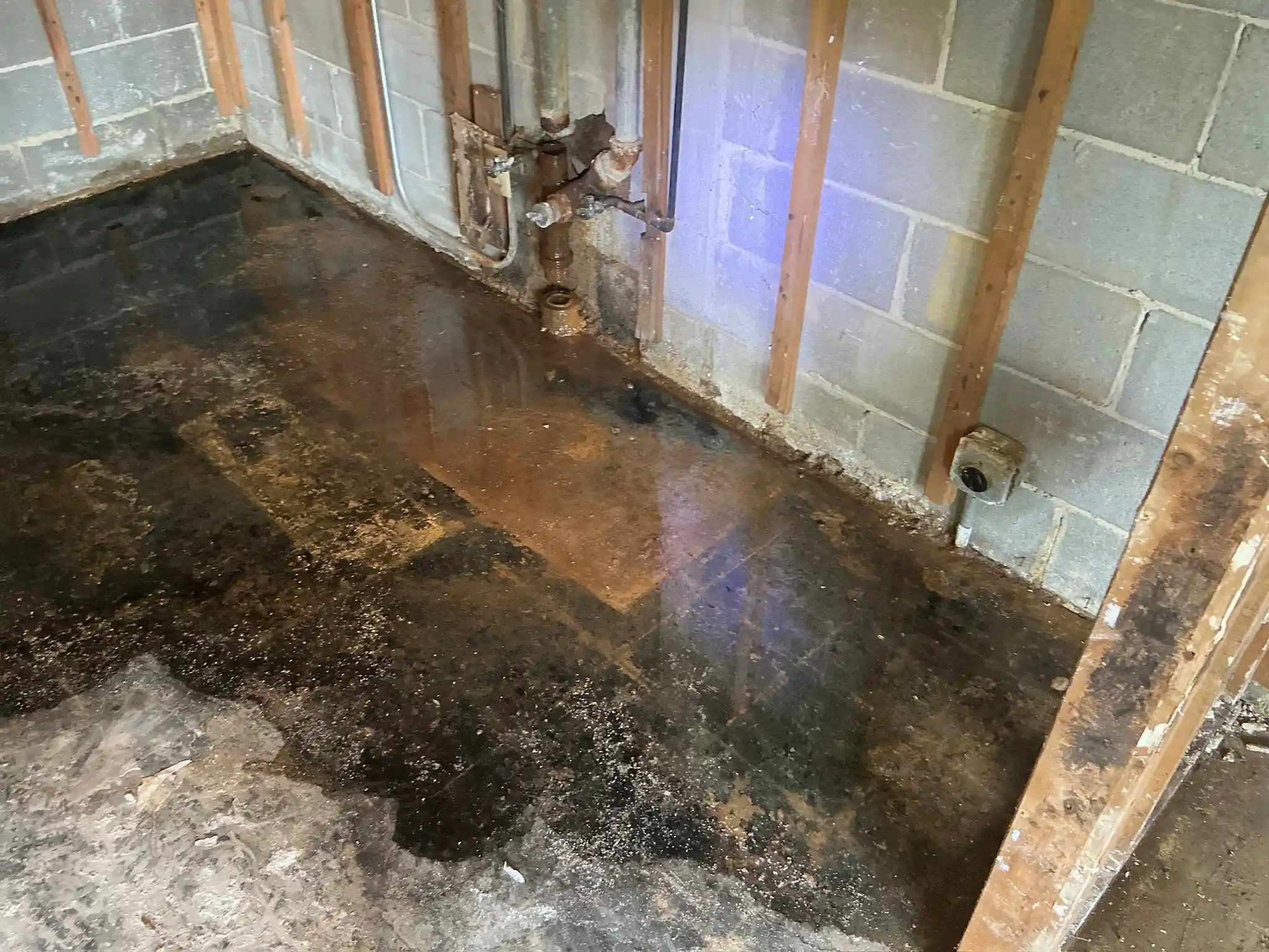 Our mold inspector found this surface mold in Lyndhurst.
