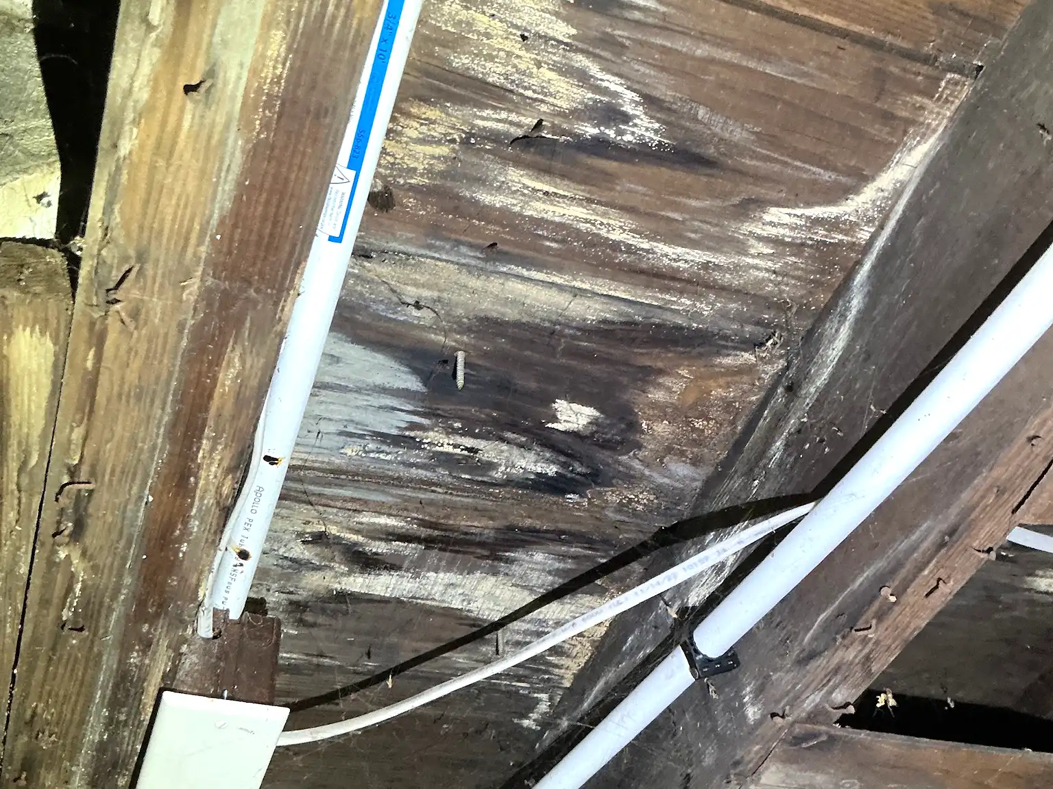 Mold inspection in Madison.