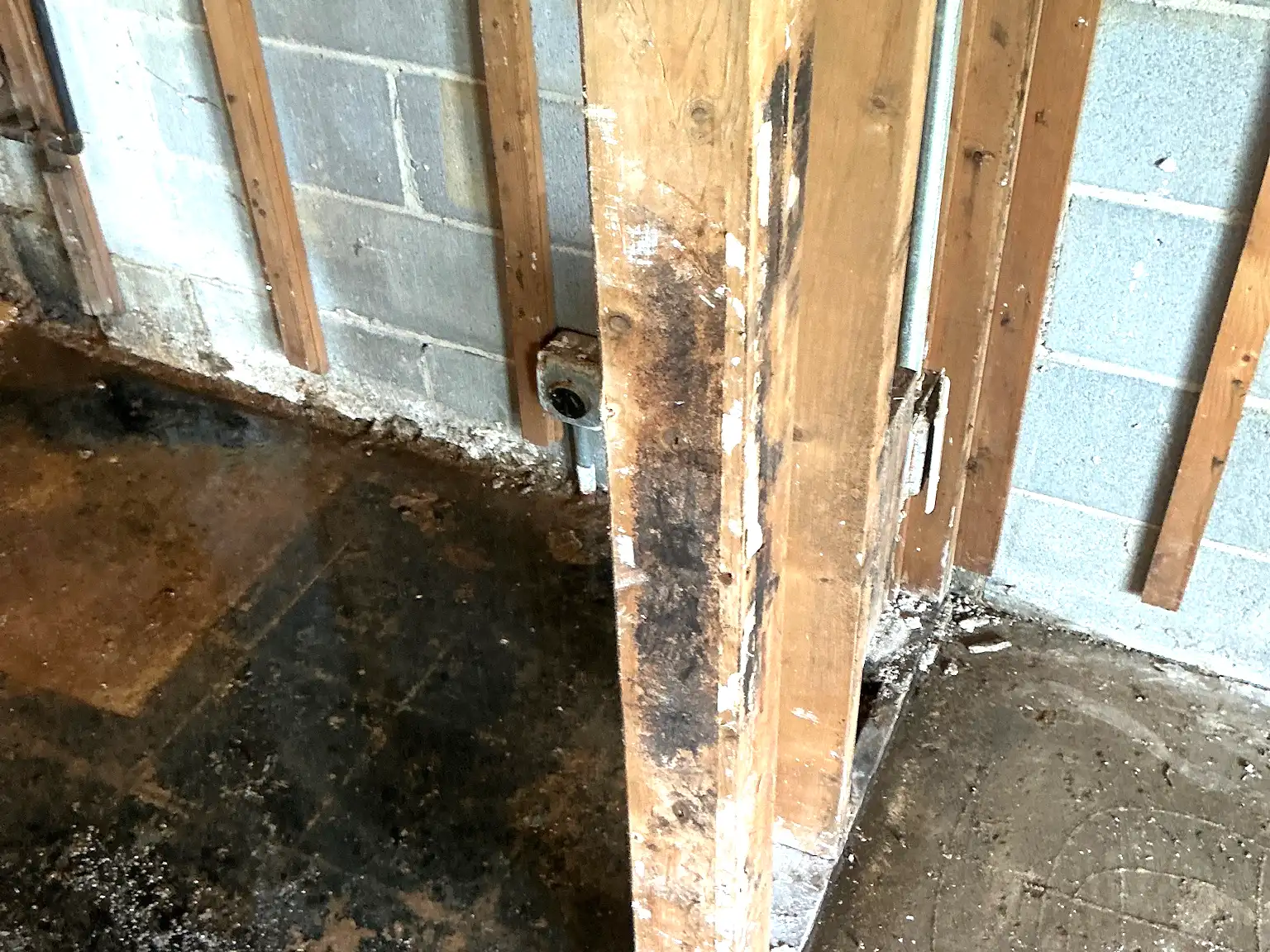 Mold found on a surface during an inspection in Maple Heights.