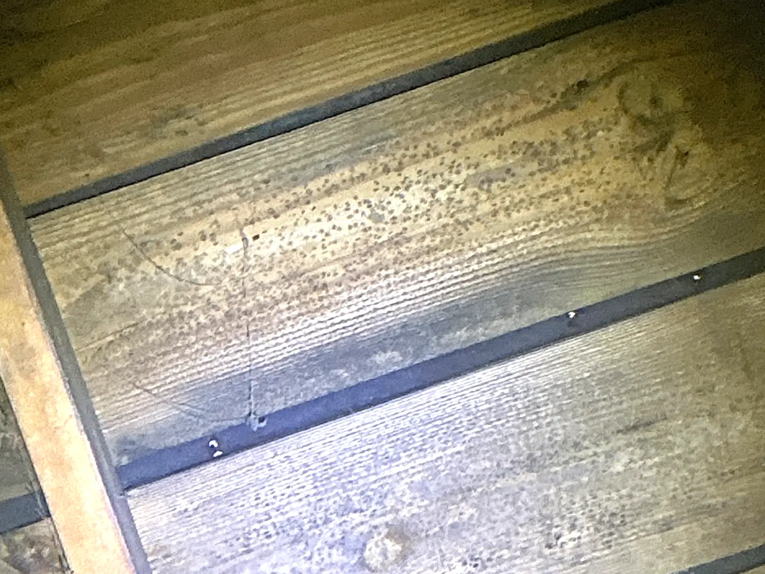 Mold found during a home inspection in Maple Heights.