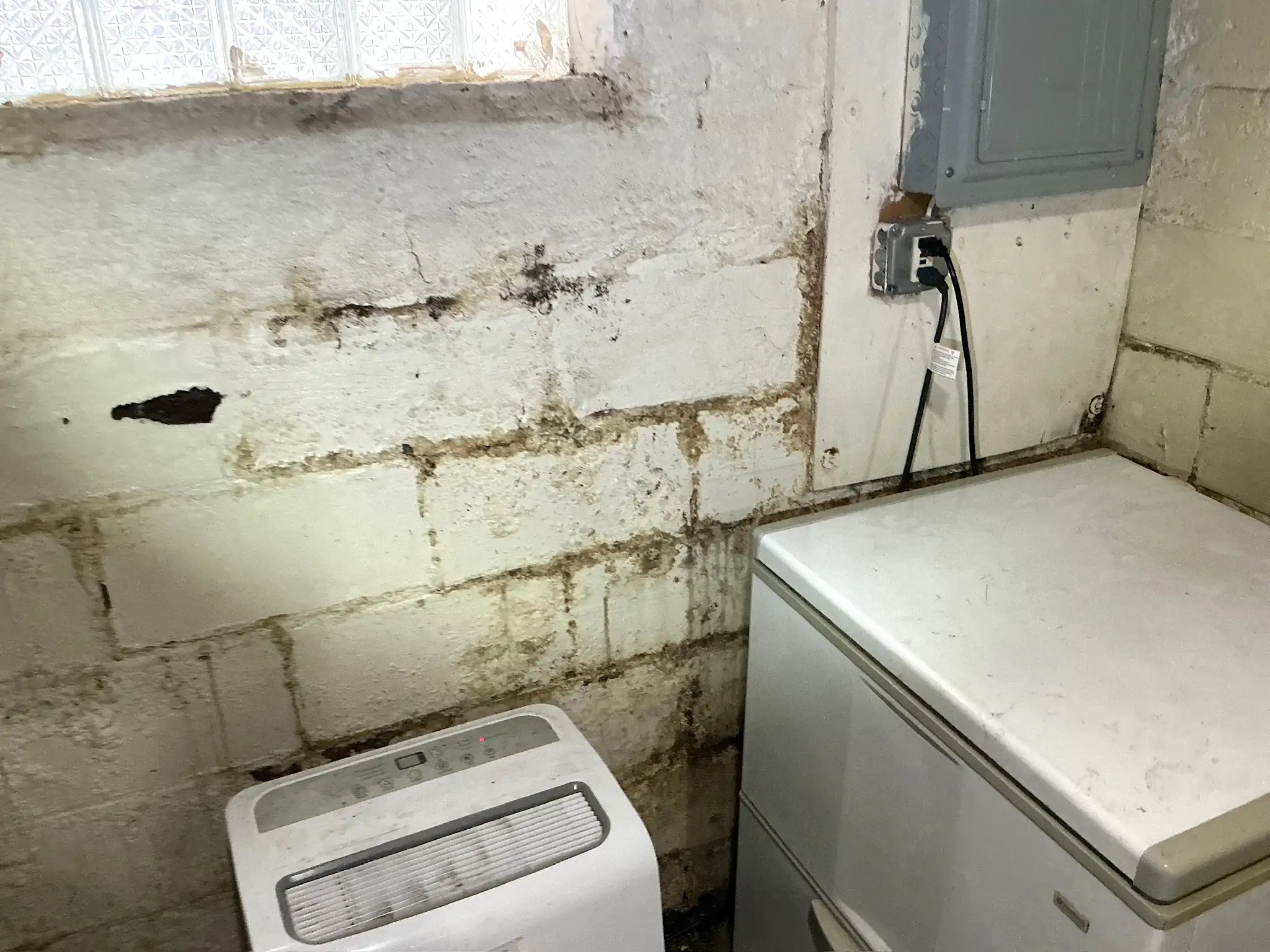 Our mold inspector found this surface mold in Mayfield.