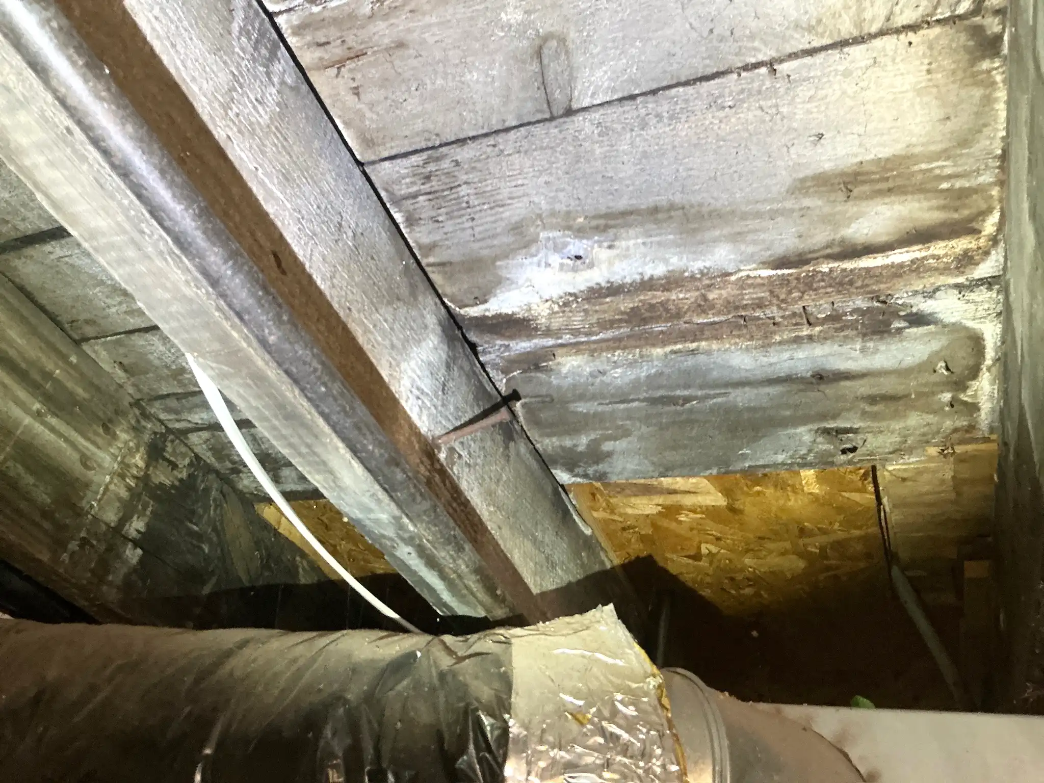 Mold found during a home inspection in Mayfield.