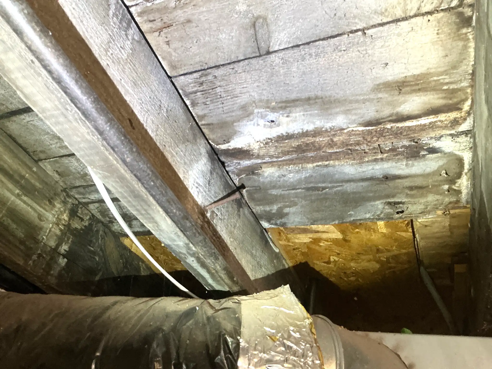 Mold found during a commercial mold inspection in Mayfield.