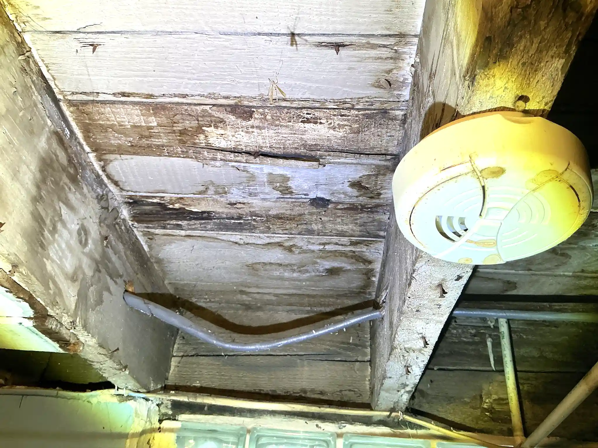 Look at what our mold inspector found in Medina..