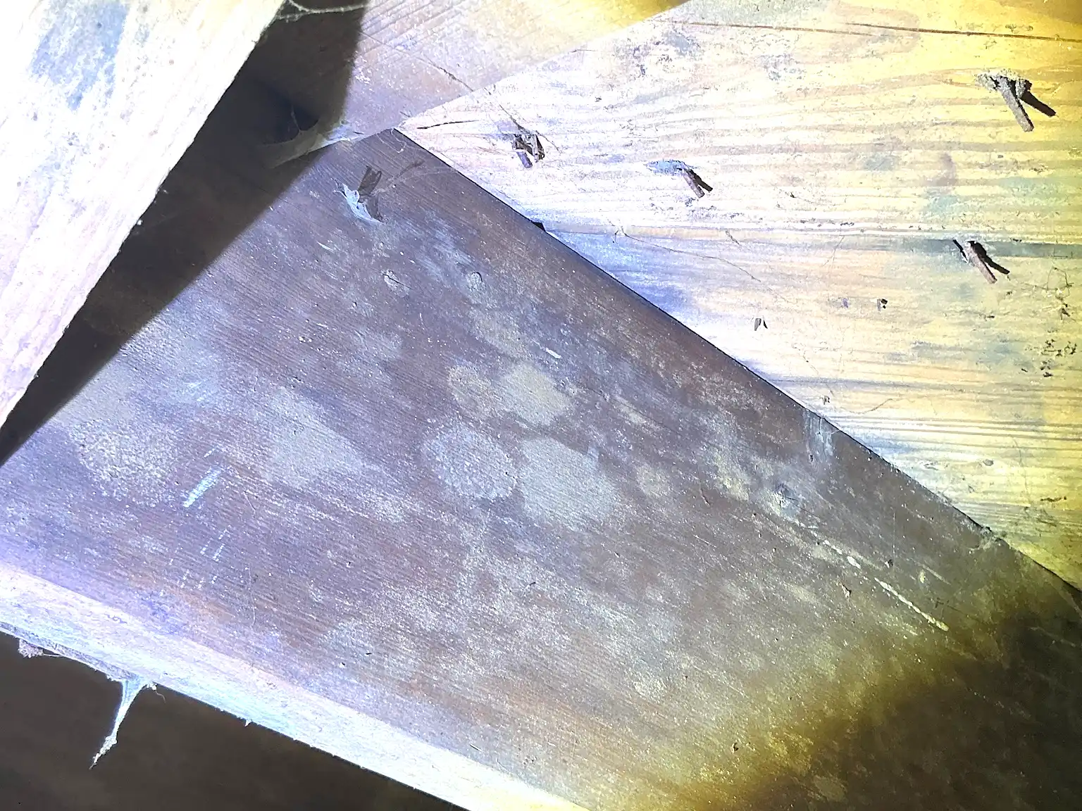 Look at what our mold inspector found in Mentor On The Lake..