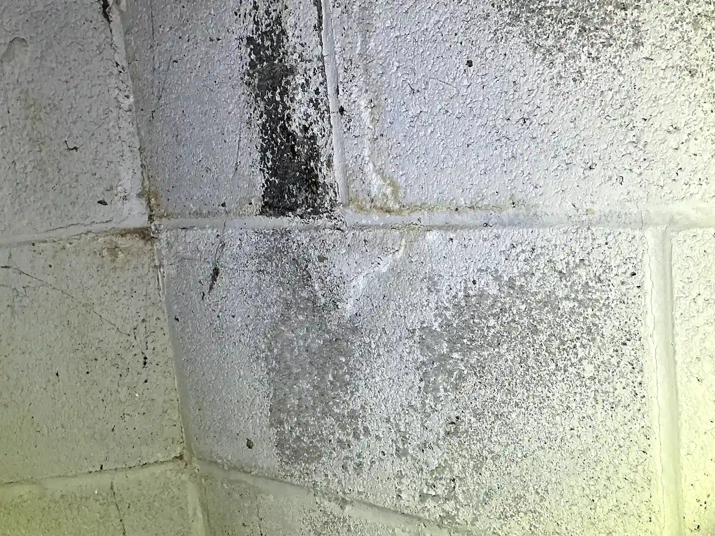 Mold found during a home inspection in Mentor On The Lake.