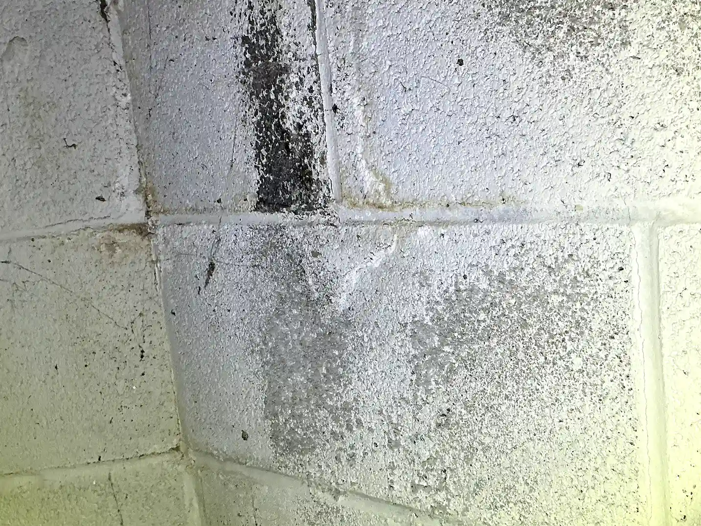 Mold found during a commercial mold inspection in Mentor On The Lake.