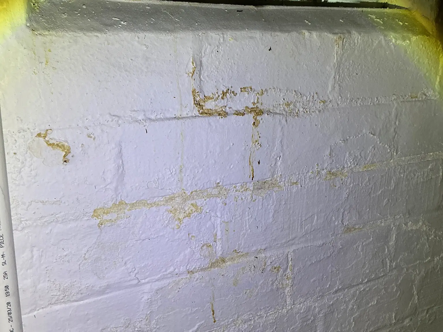 Look at what our mold inspector found in Mentor..