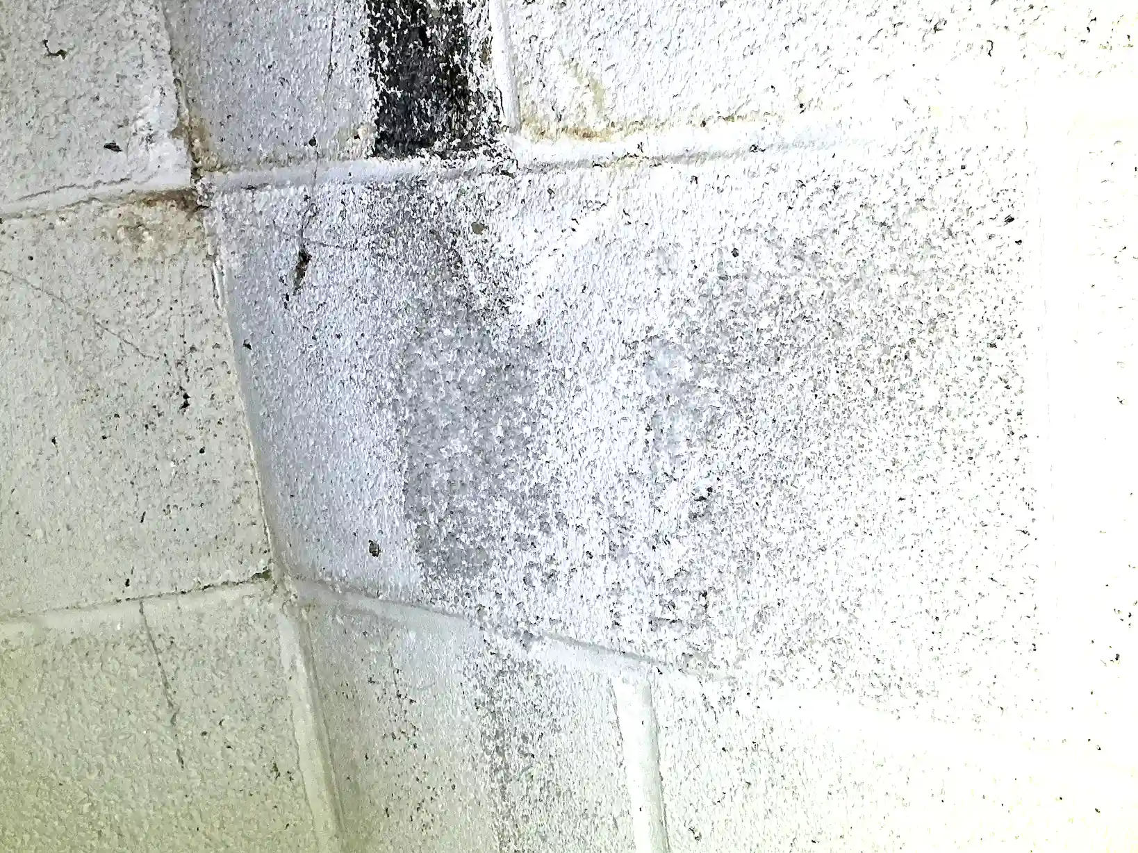 Mold found on a surface during an inspection in Mentor.