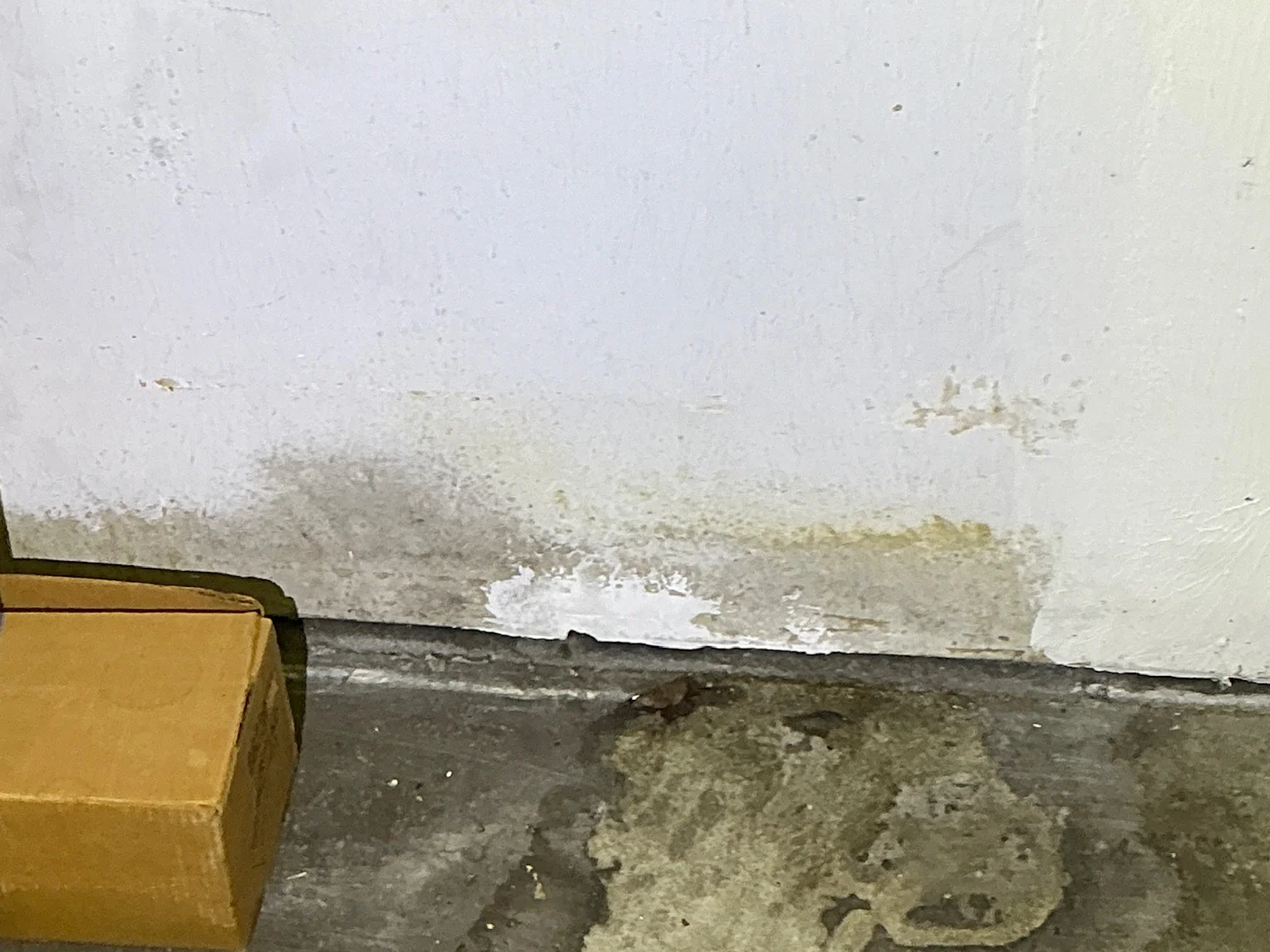 Our mold inspector found this surface mold in Mentor.